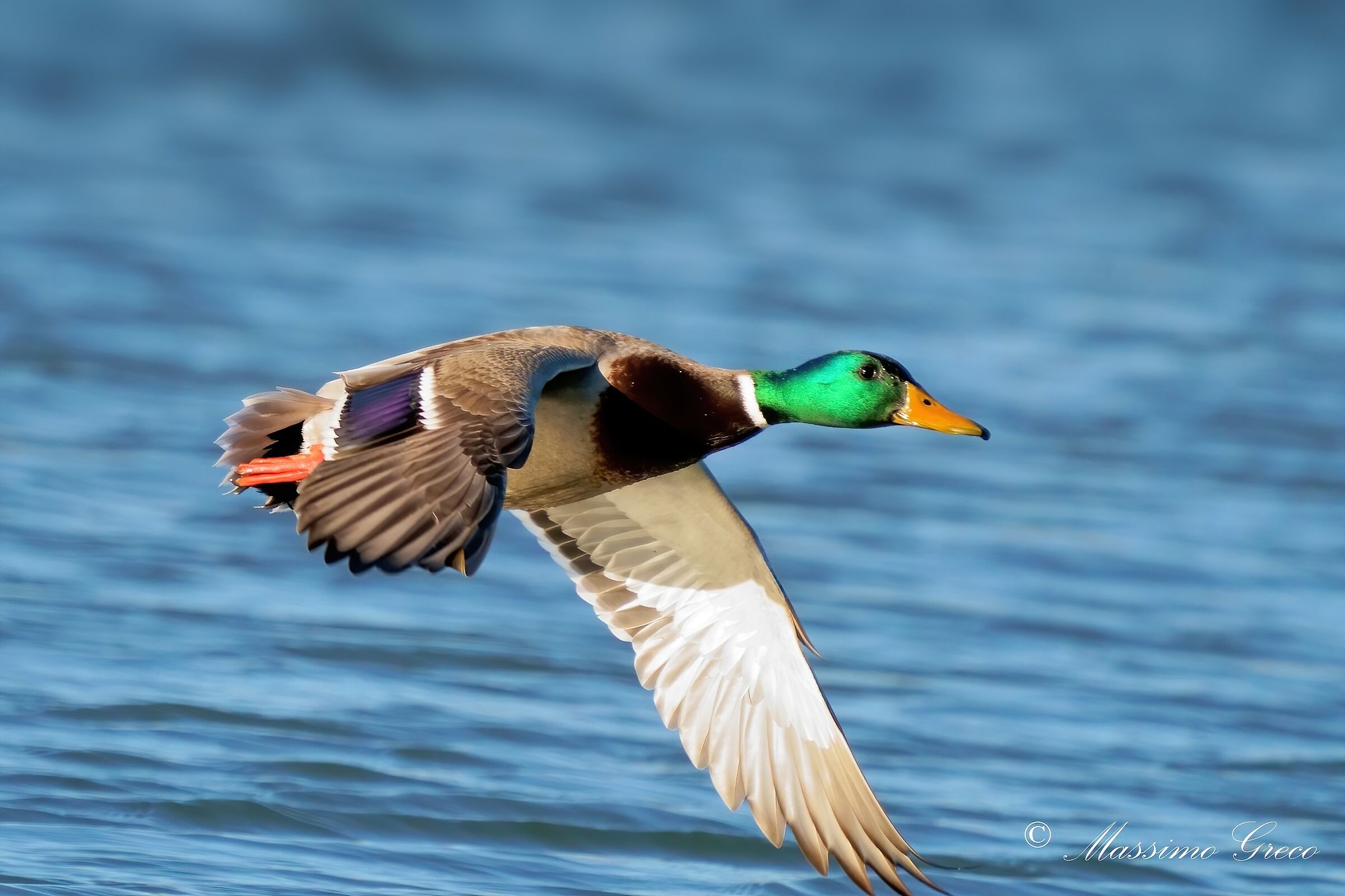 Mallard