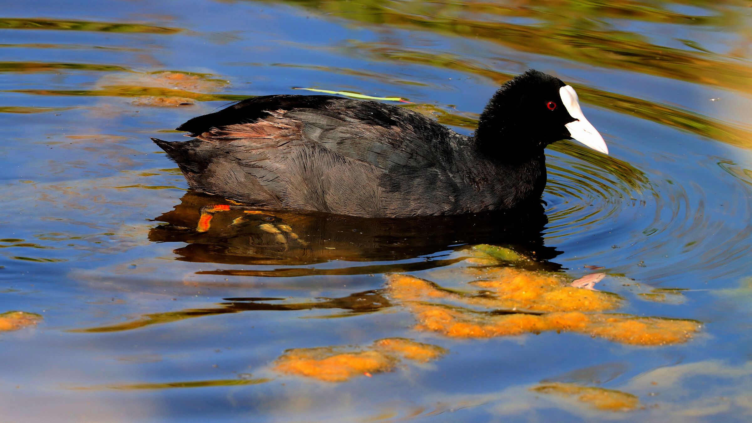 Gallinula chloropus