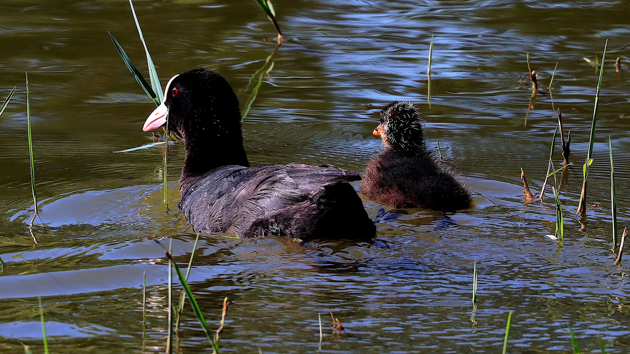 Gallinula chloropus