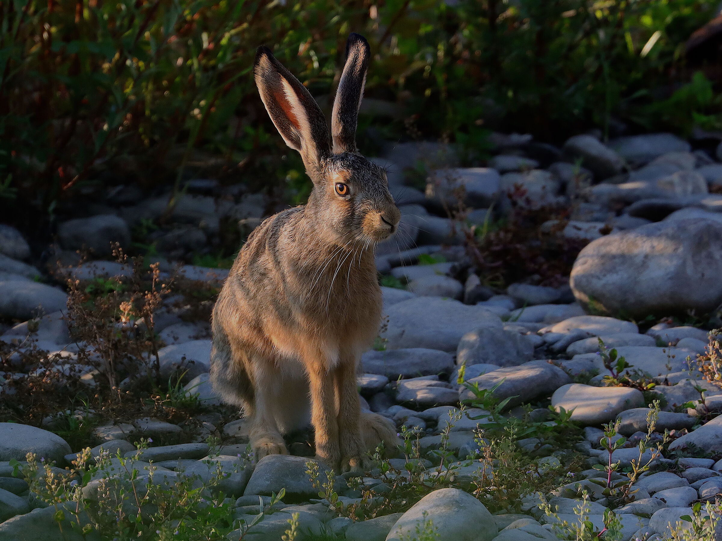 Lepus europaeus (lepre)