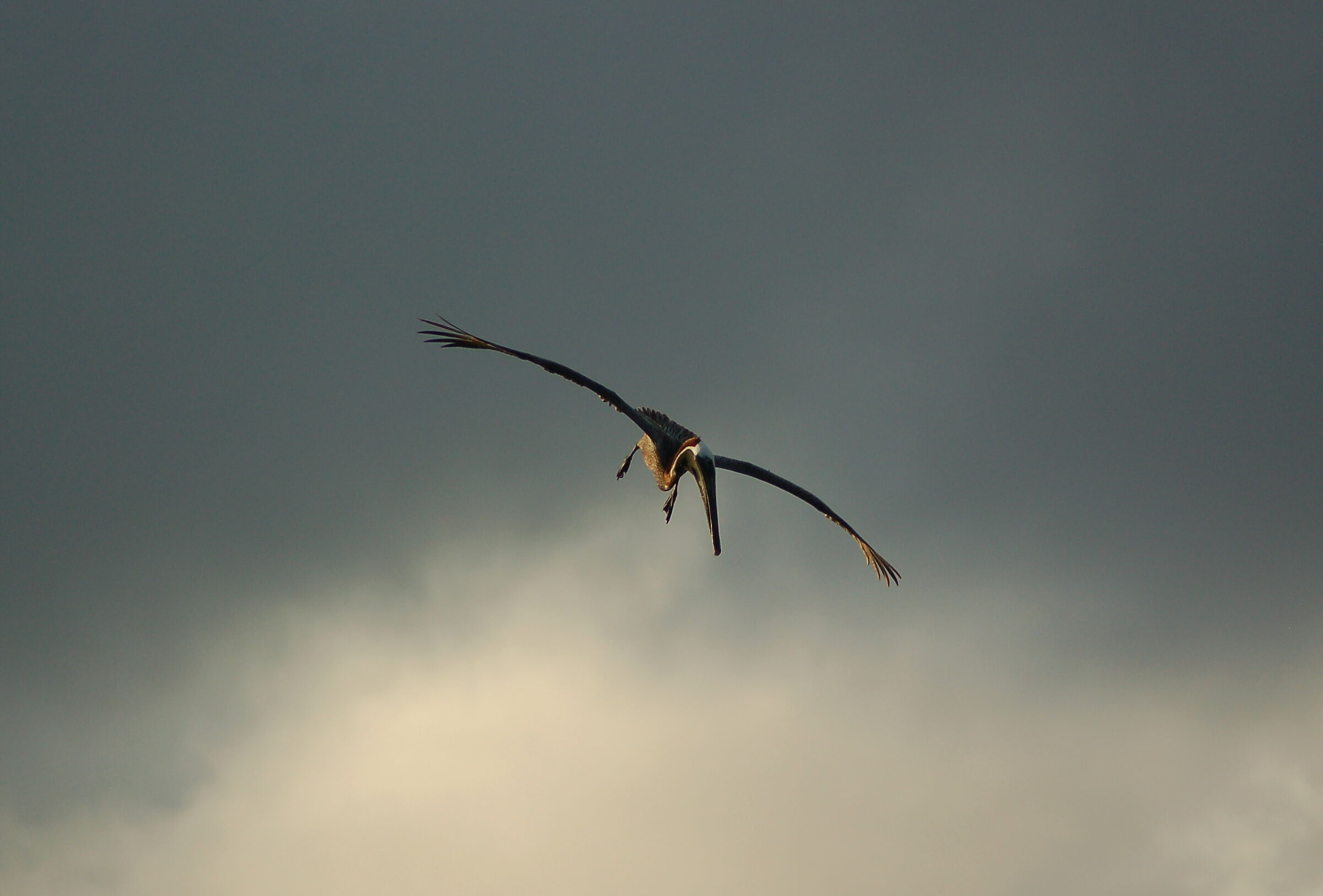 Brown pelican, prepare the dip