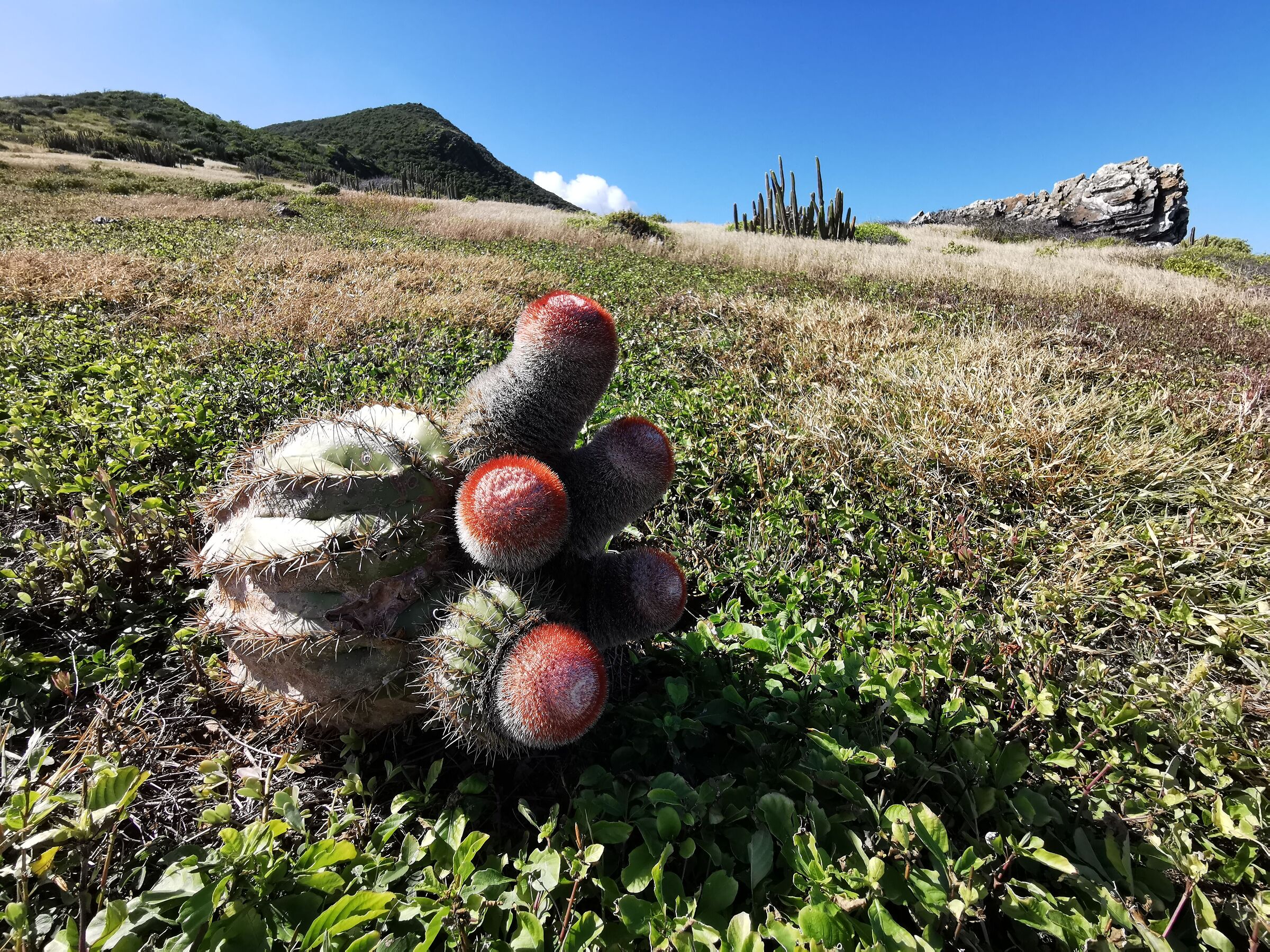 Melocactus intortus, Saint Martin - Piccole Antille