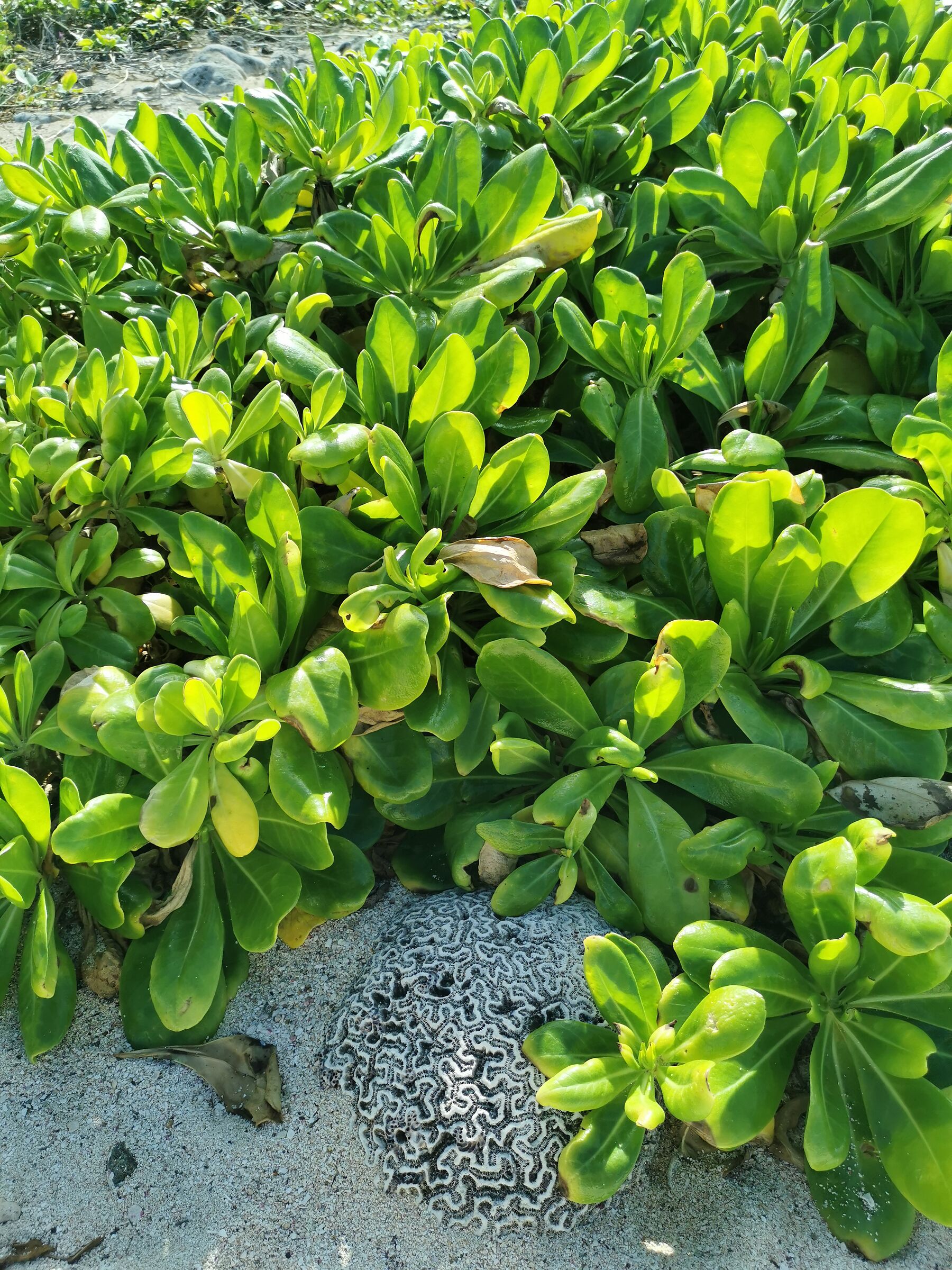 Brain coral