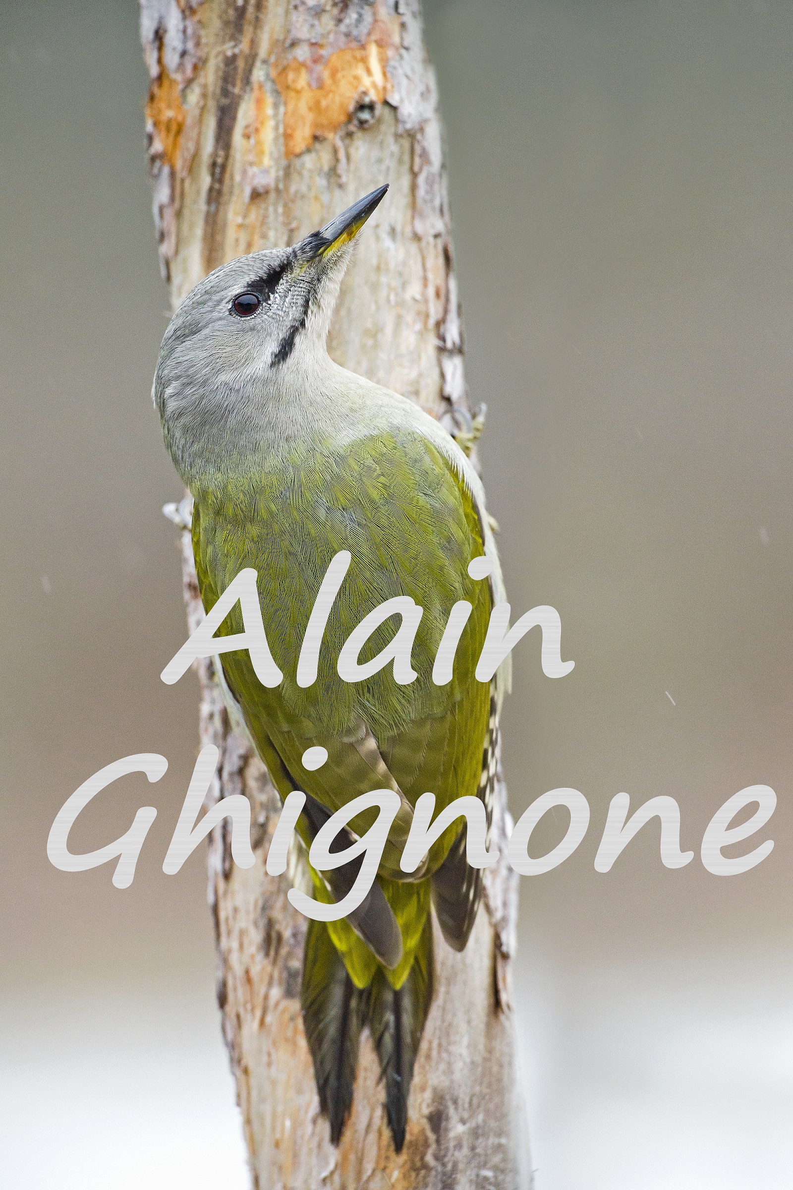 picchio cenerino _ Picus canus