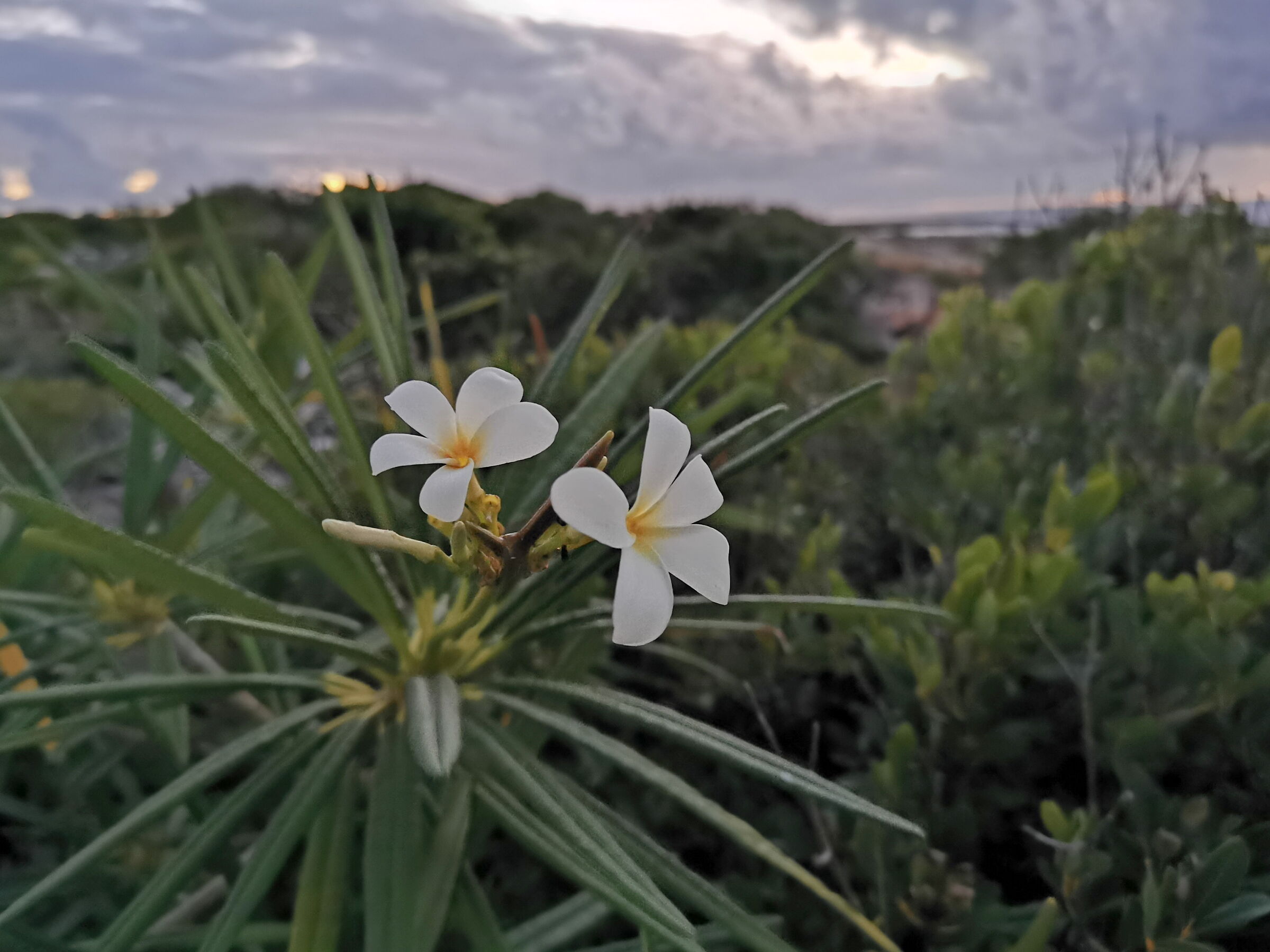 White Frangipani flower