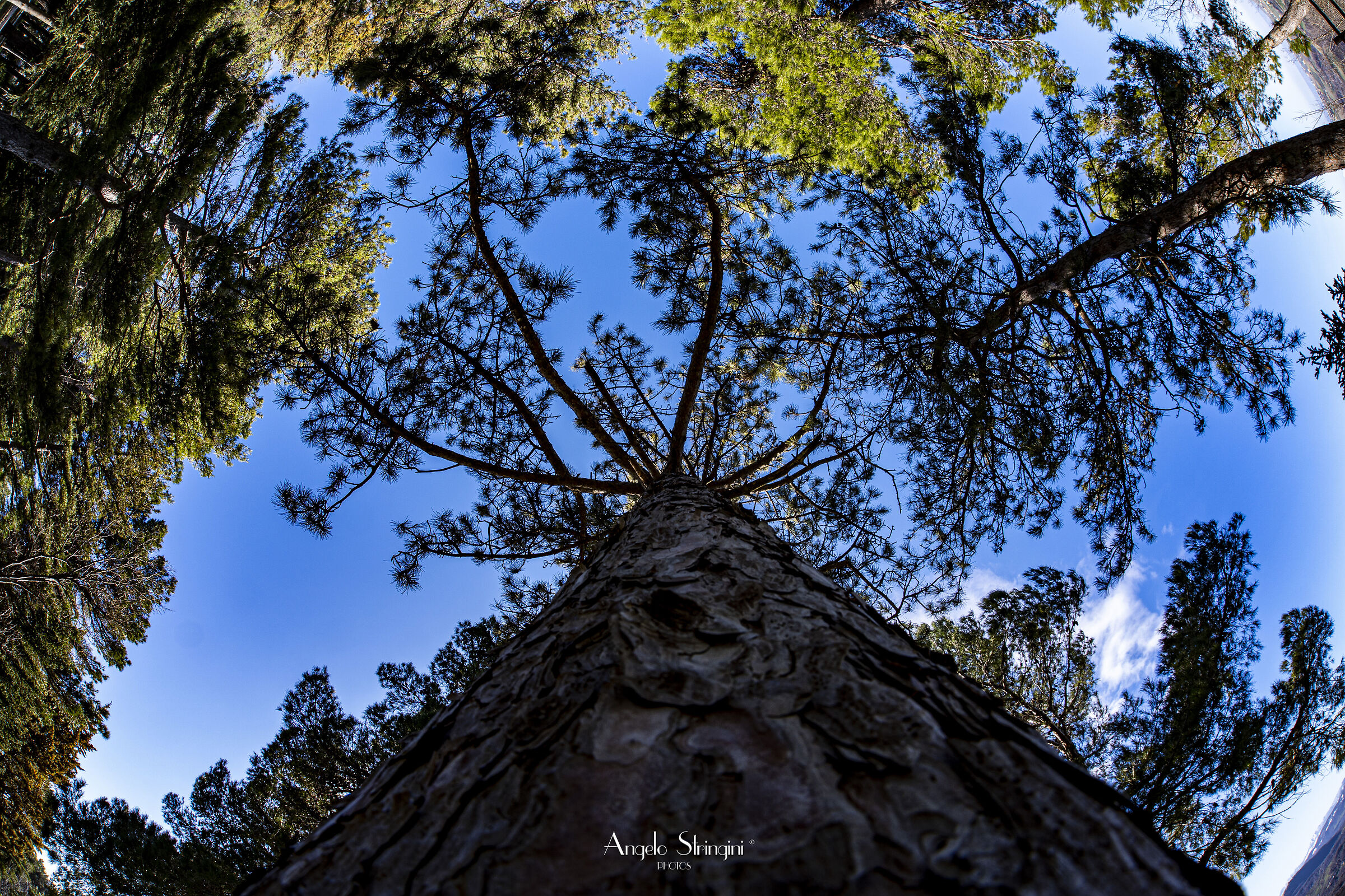 Towards the sky..