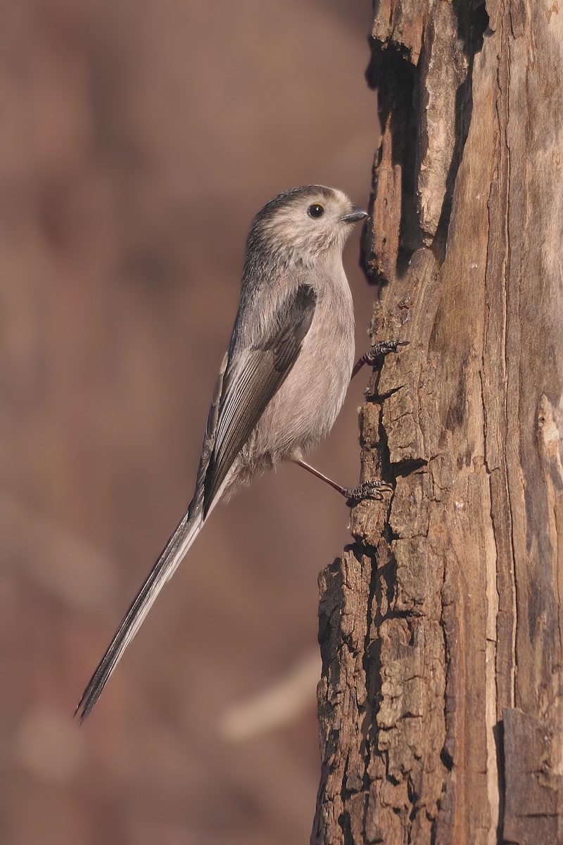 Long-tailed Tit ...