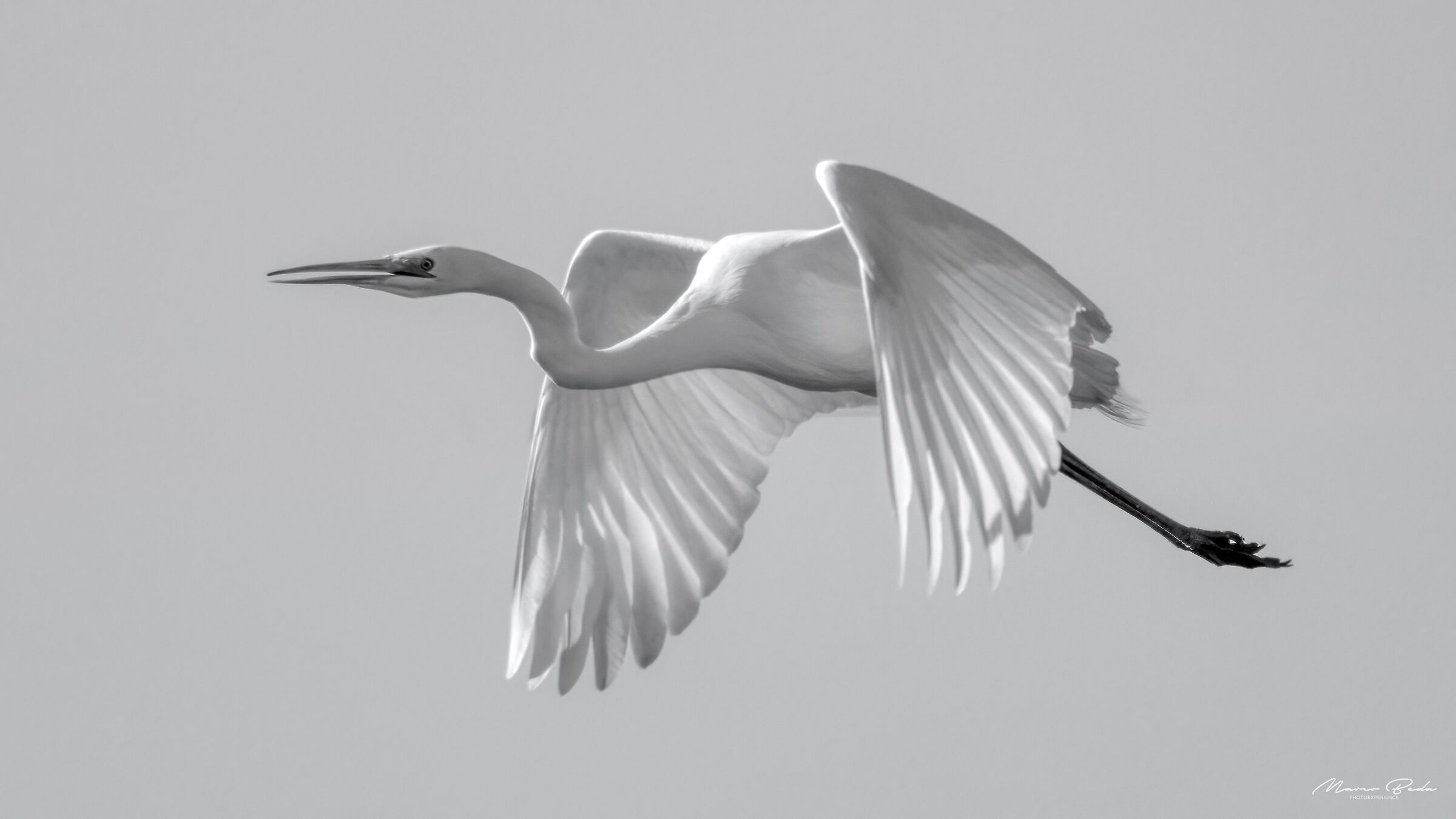 airone bianco