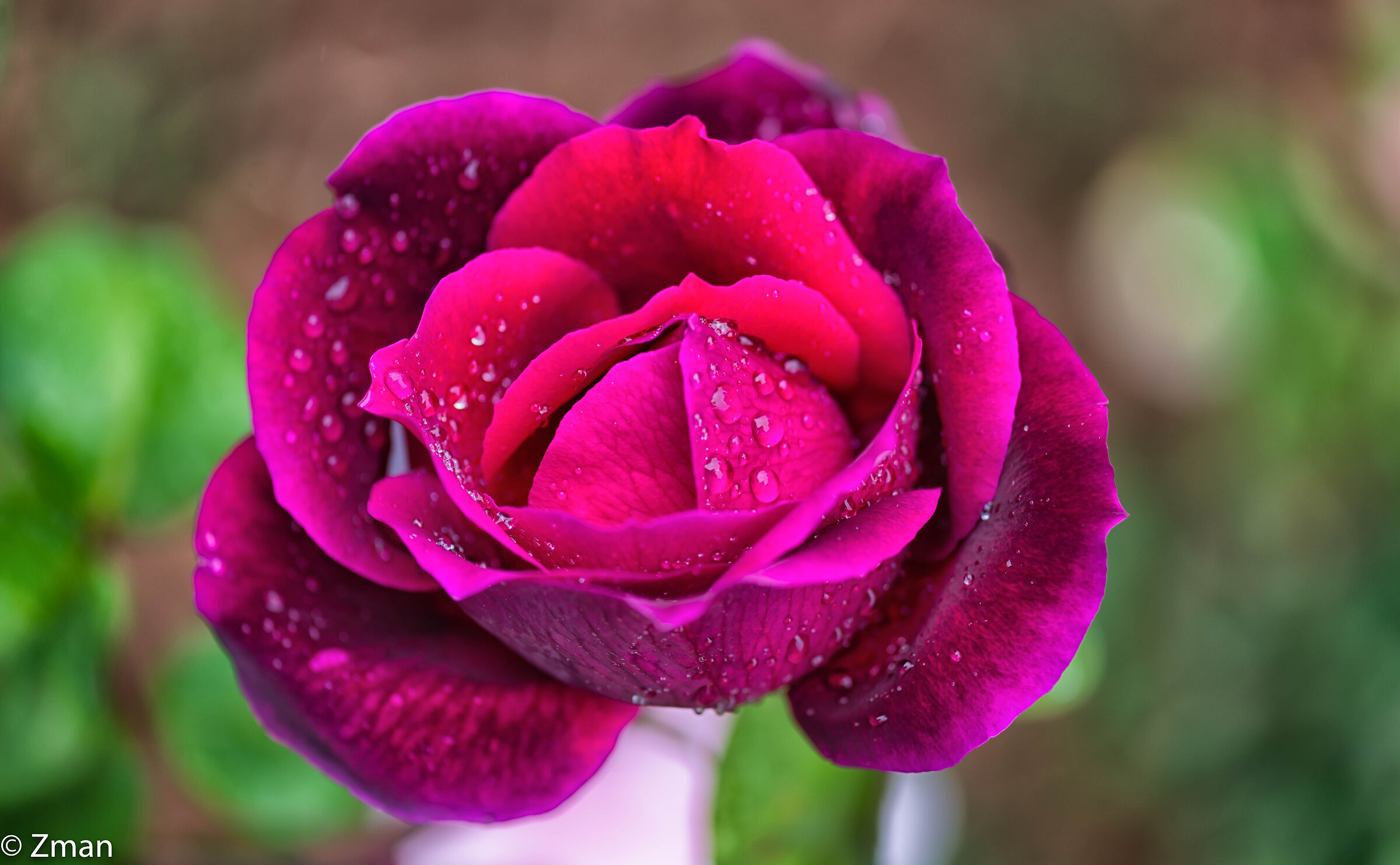 Roses under The Rain