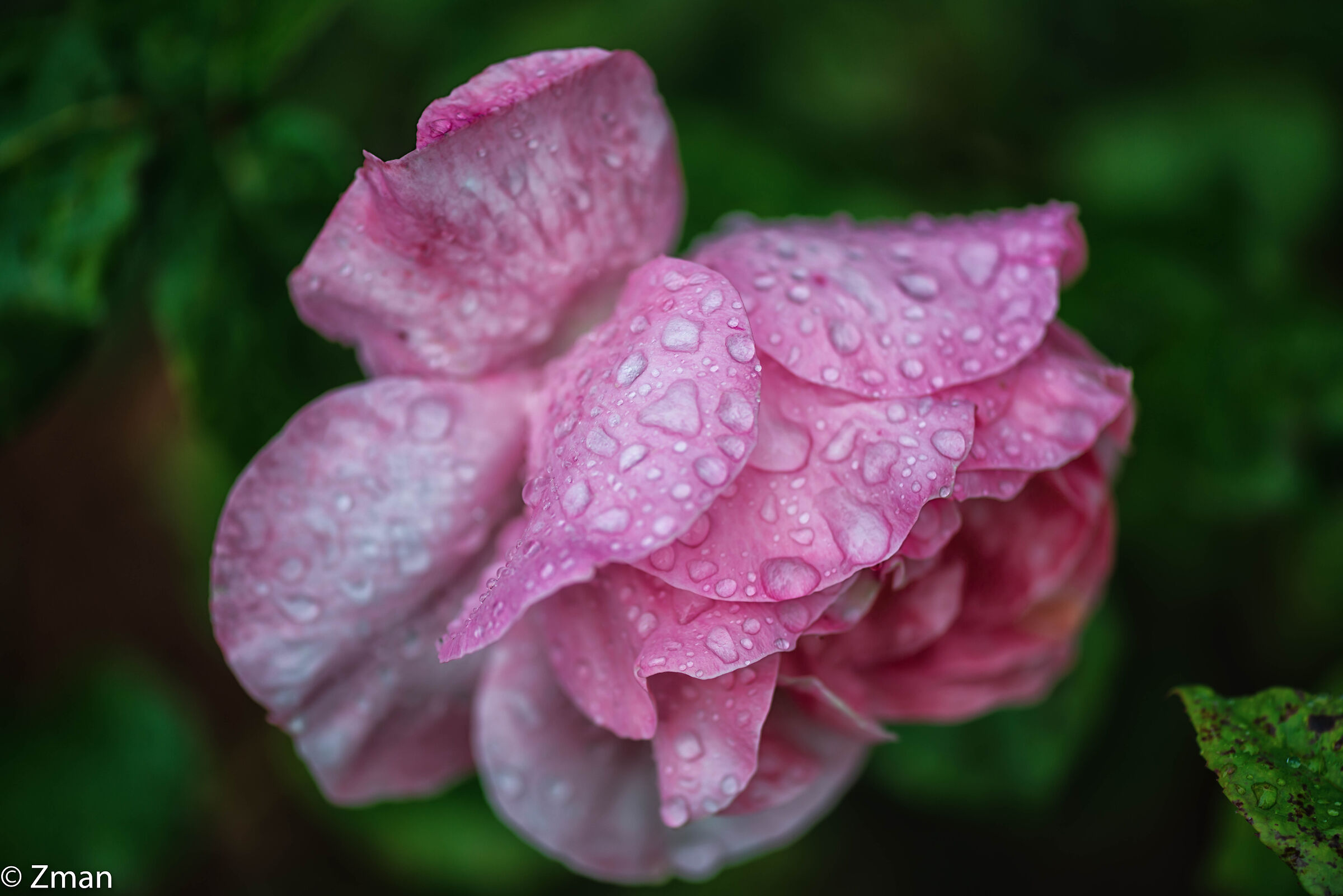 Rose sotto la pioggia