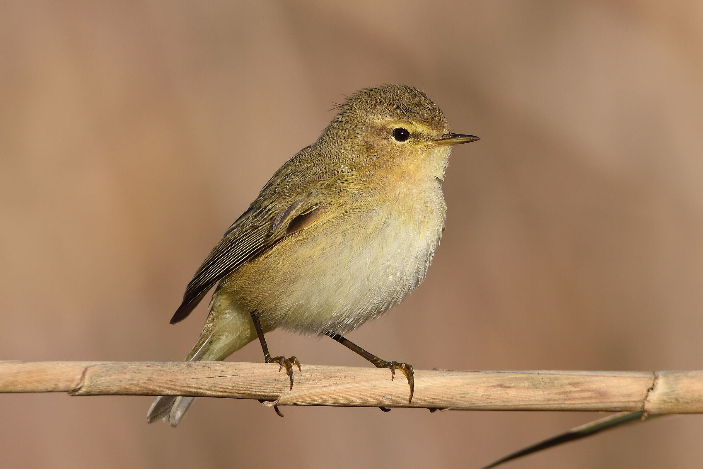 Chiffchaff