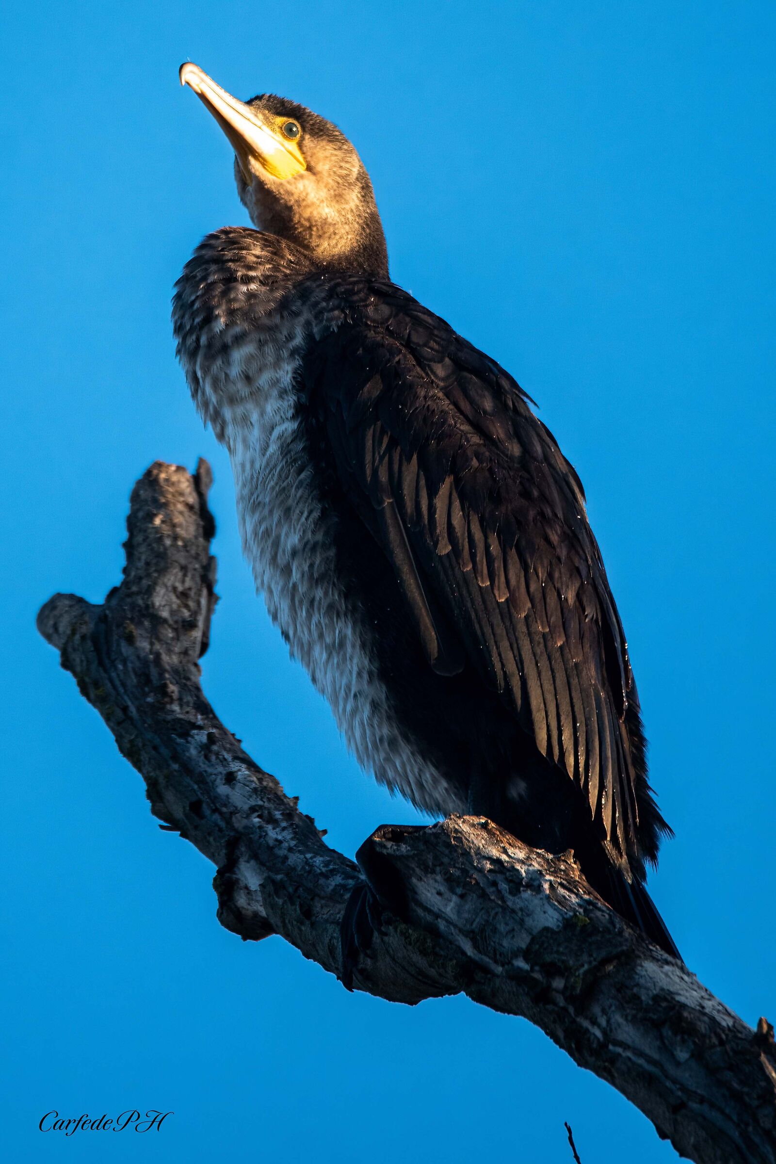 Cormorant