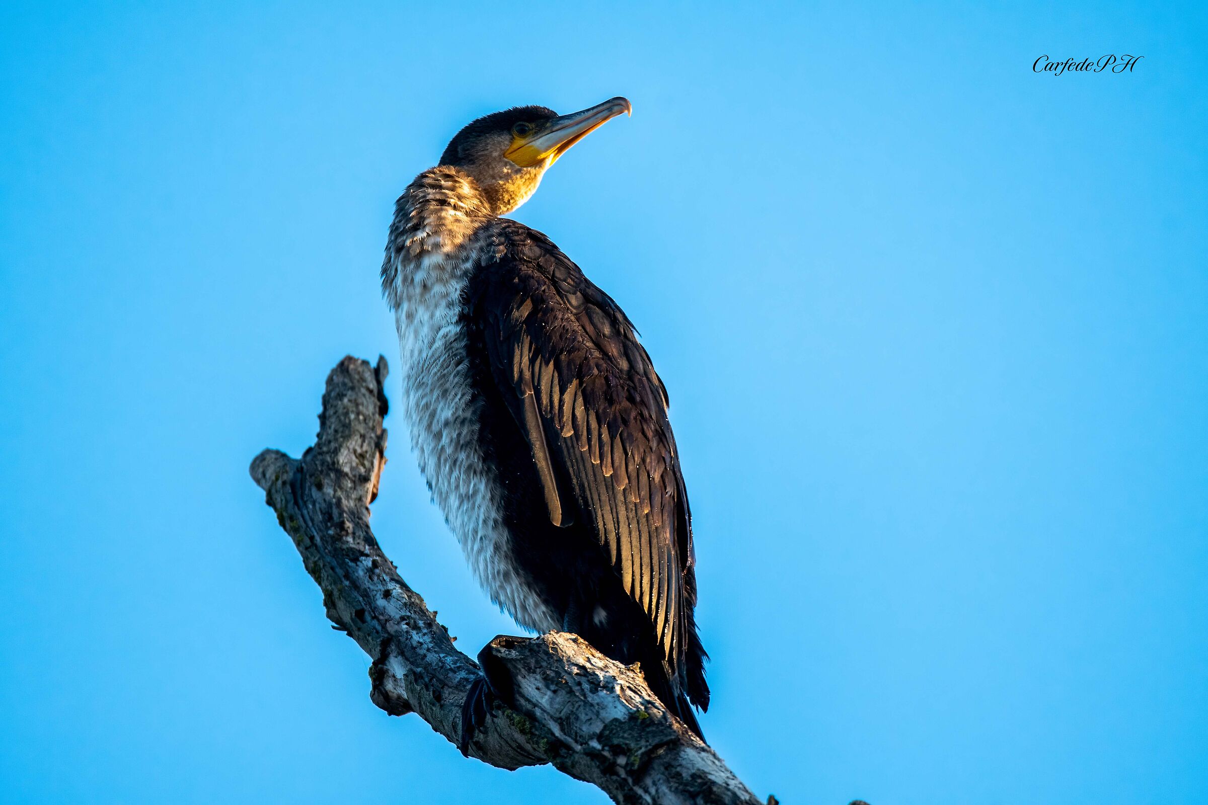 Cormorant