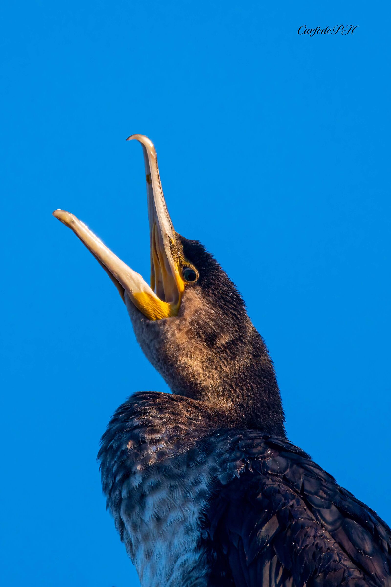 Cormorant