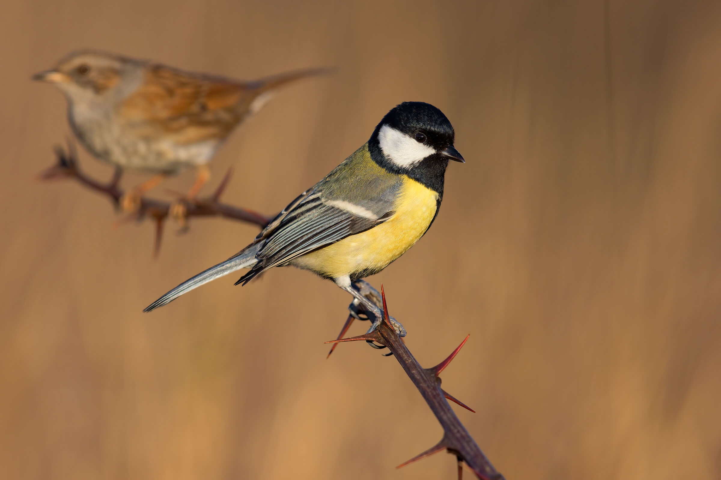 Cicnciallegra-Scopaiola