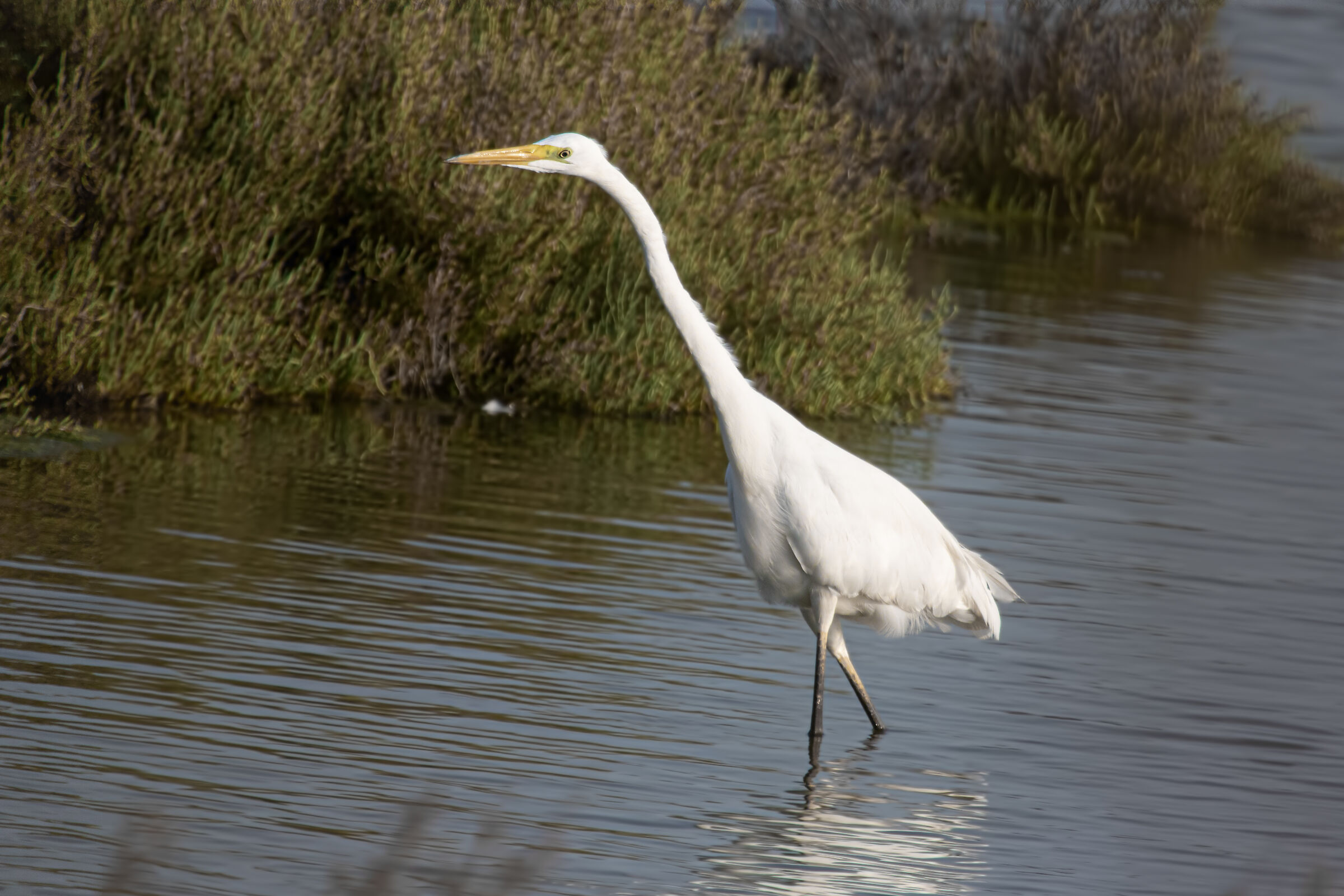 white heron