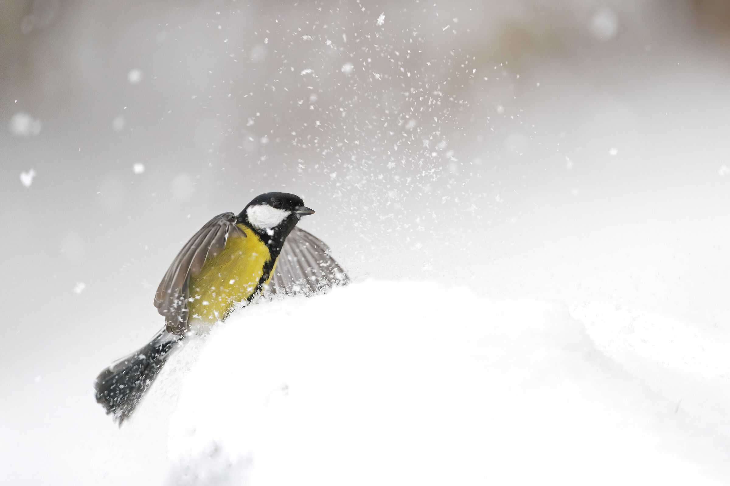 The cheerful in the snow.