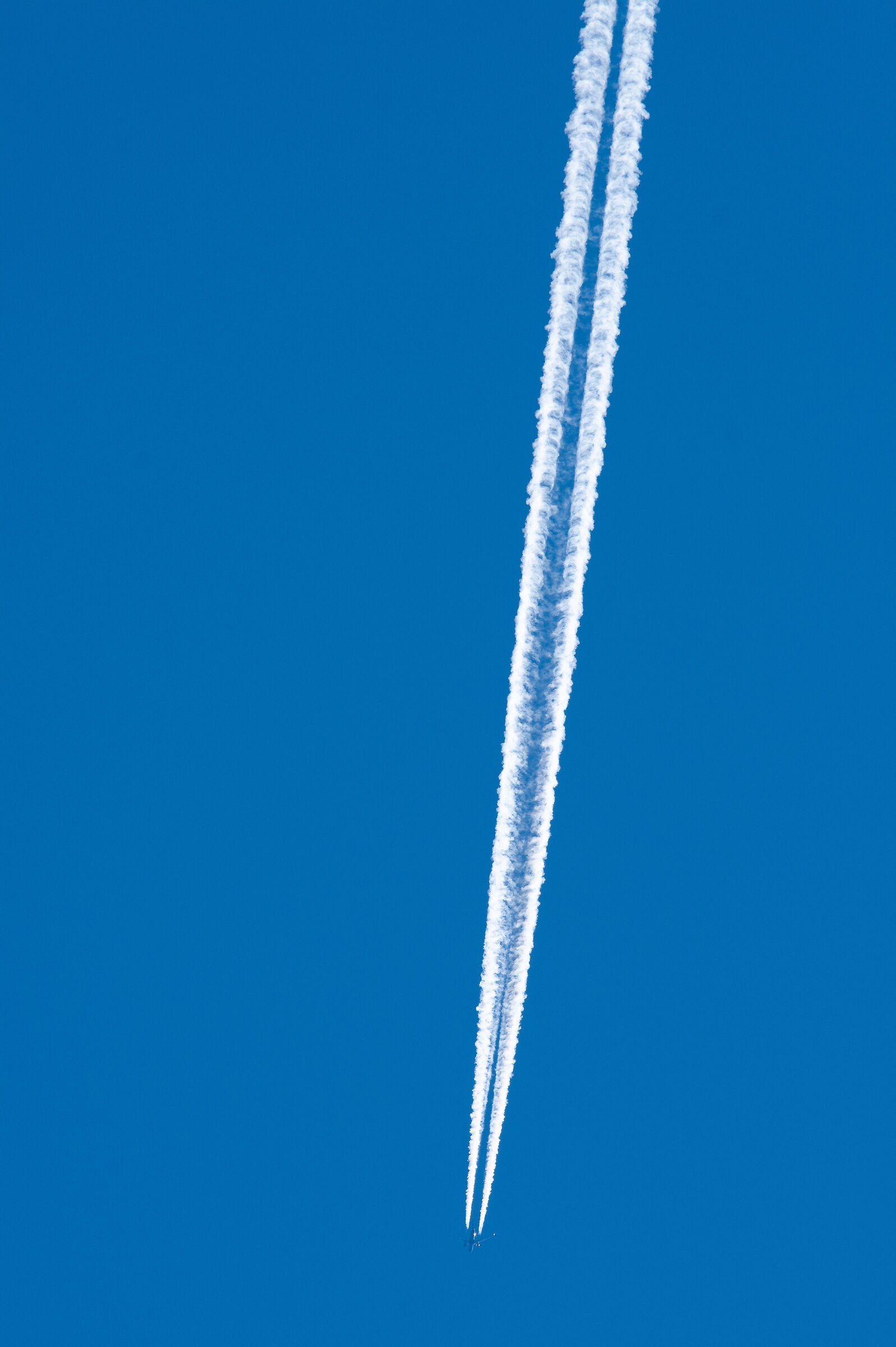Scie