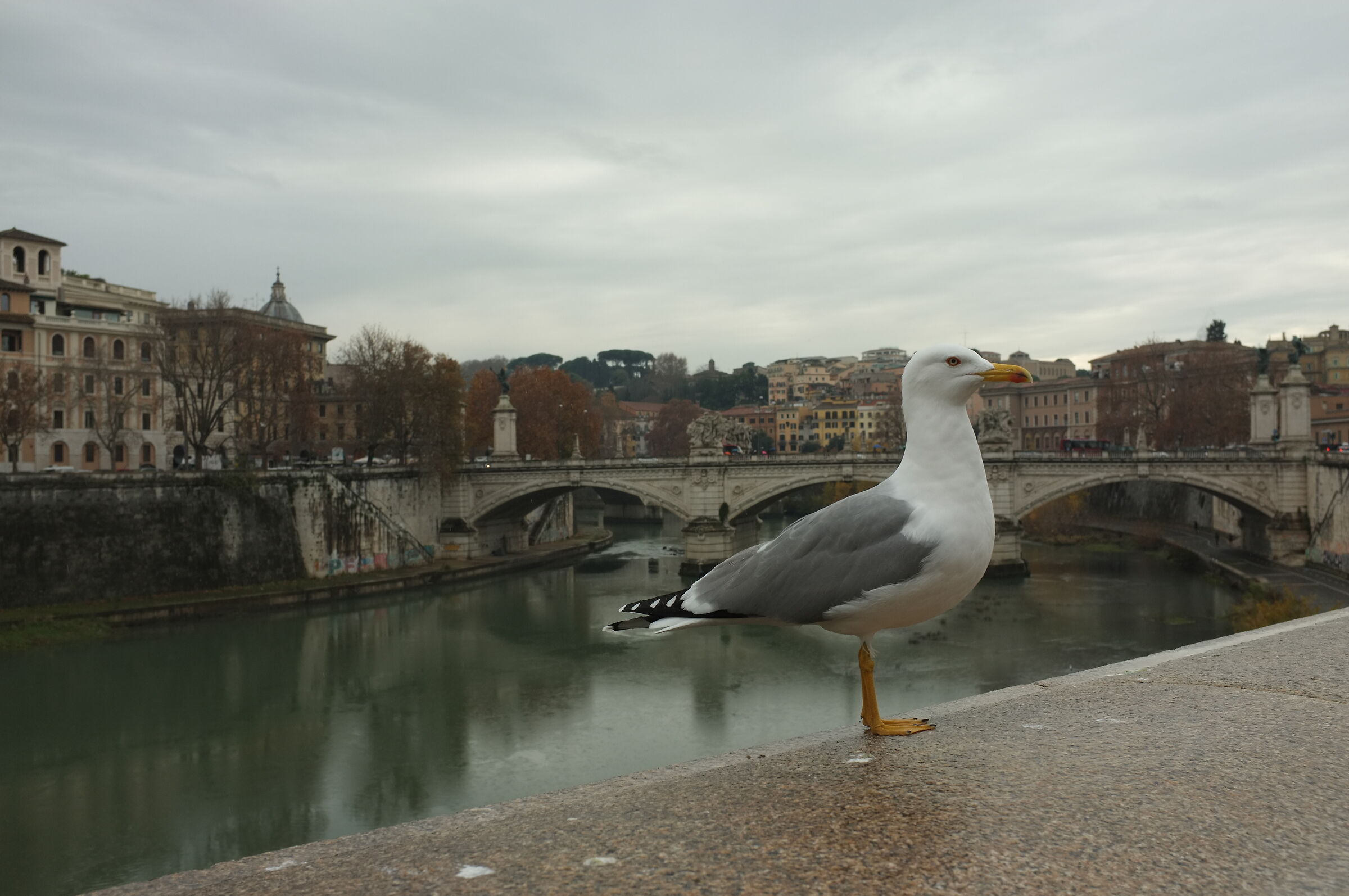 the eighth King of Rome