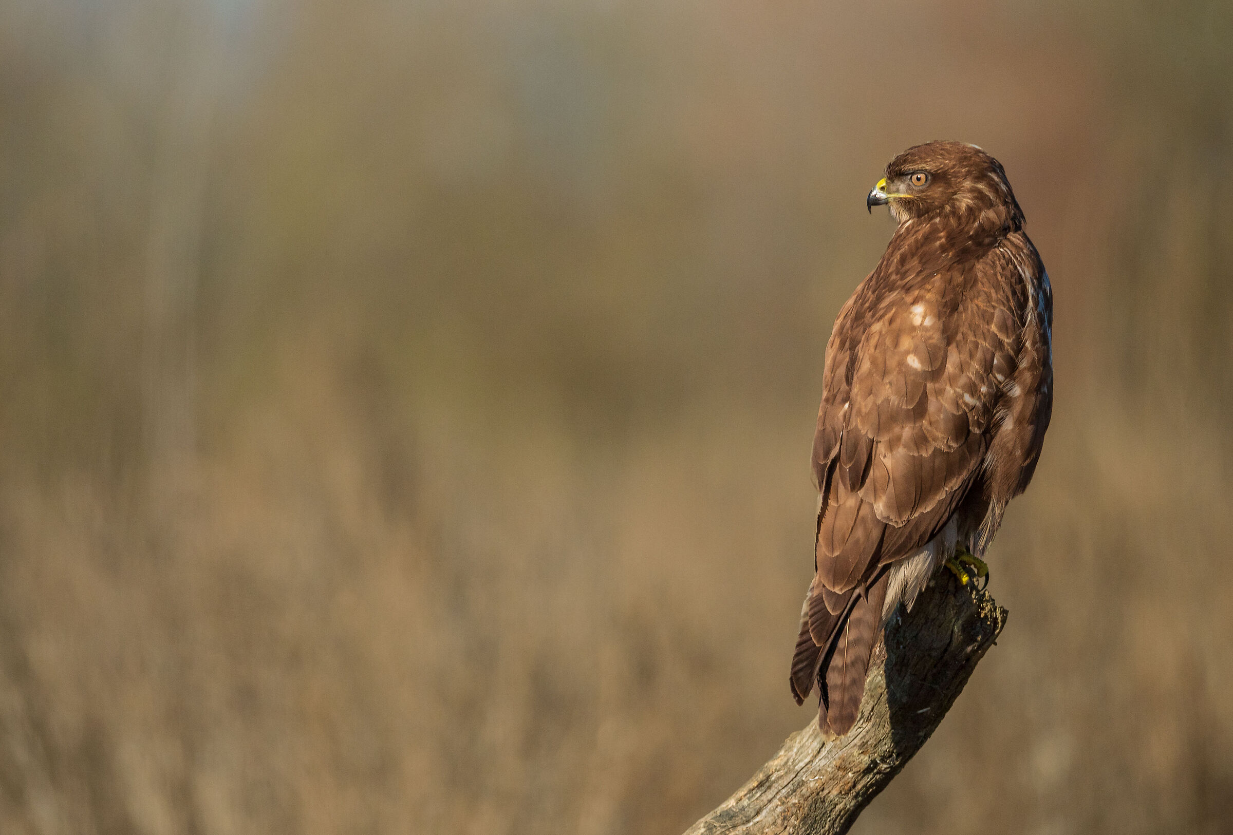 buzzard6