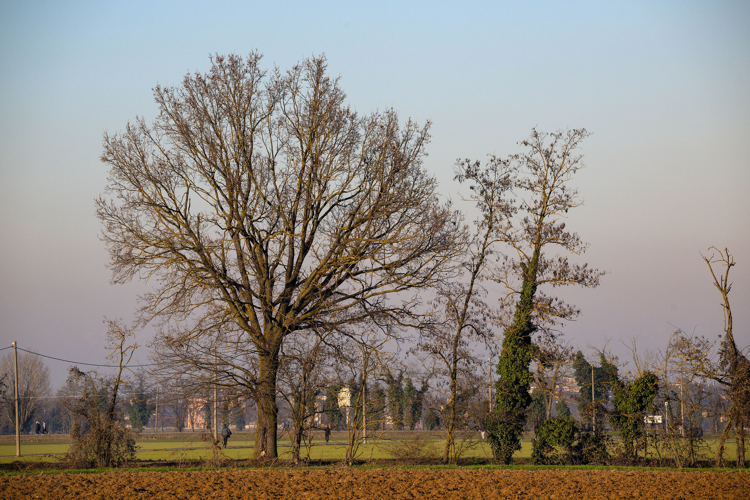 Nikon Z9 - burst image quality 20 FPS