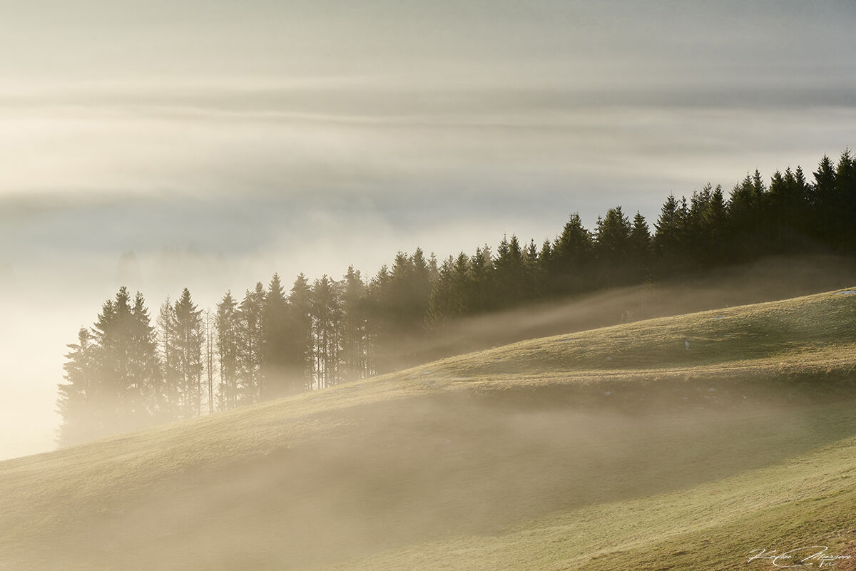 Between fog and golden light