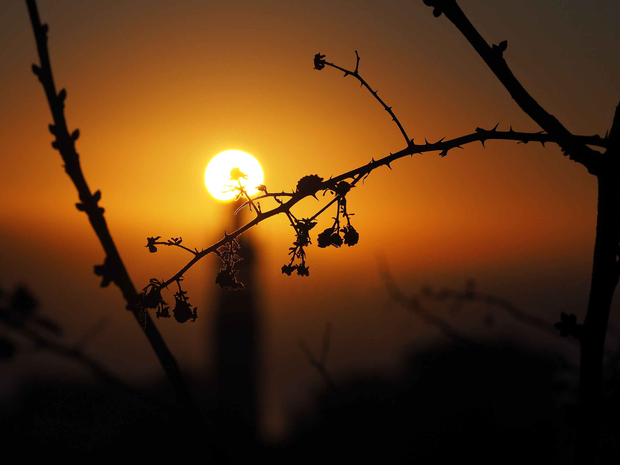Sunrise among the brambles.