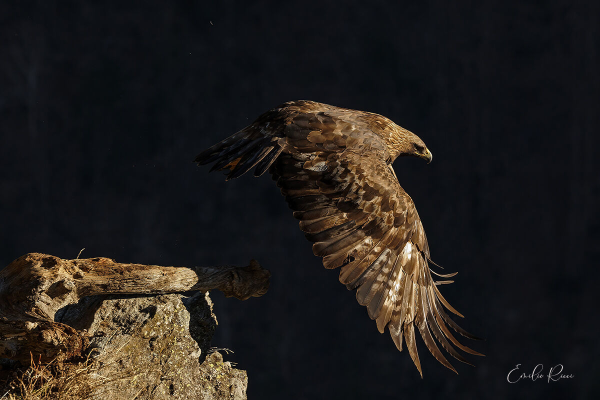 aquila reale -Alpi Italiane-