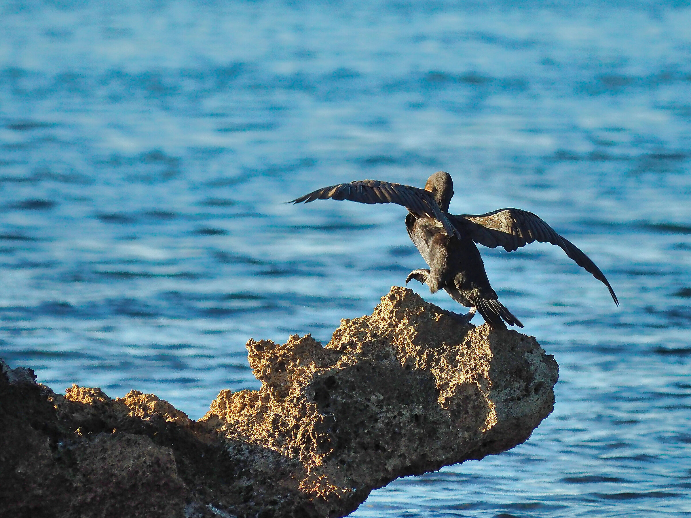 Cormorant..
