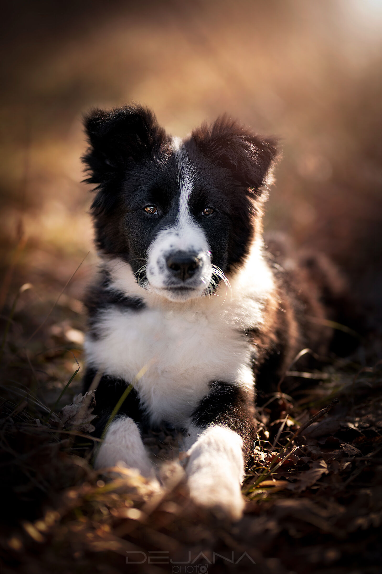 Spritz