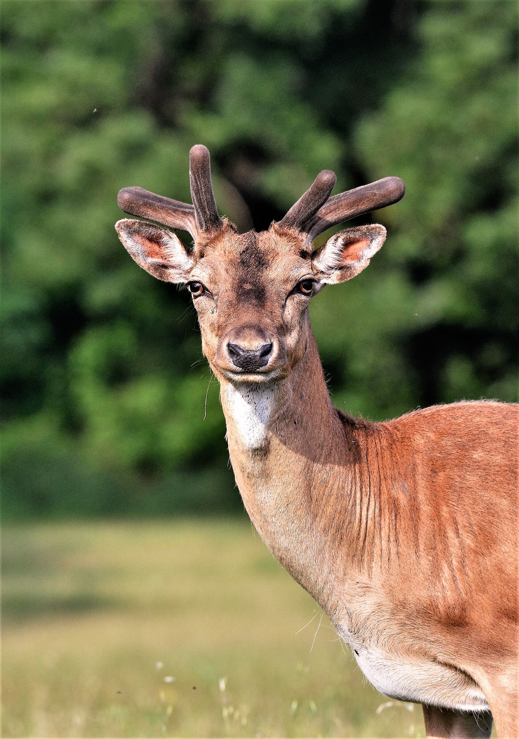 Deer estate of San Rossore