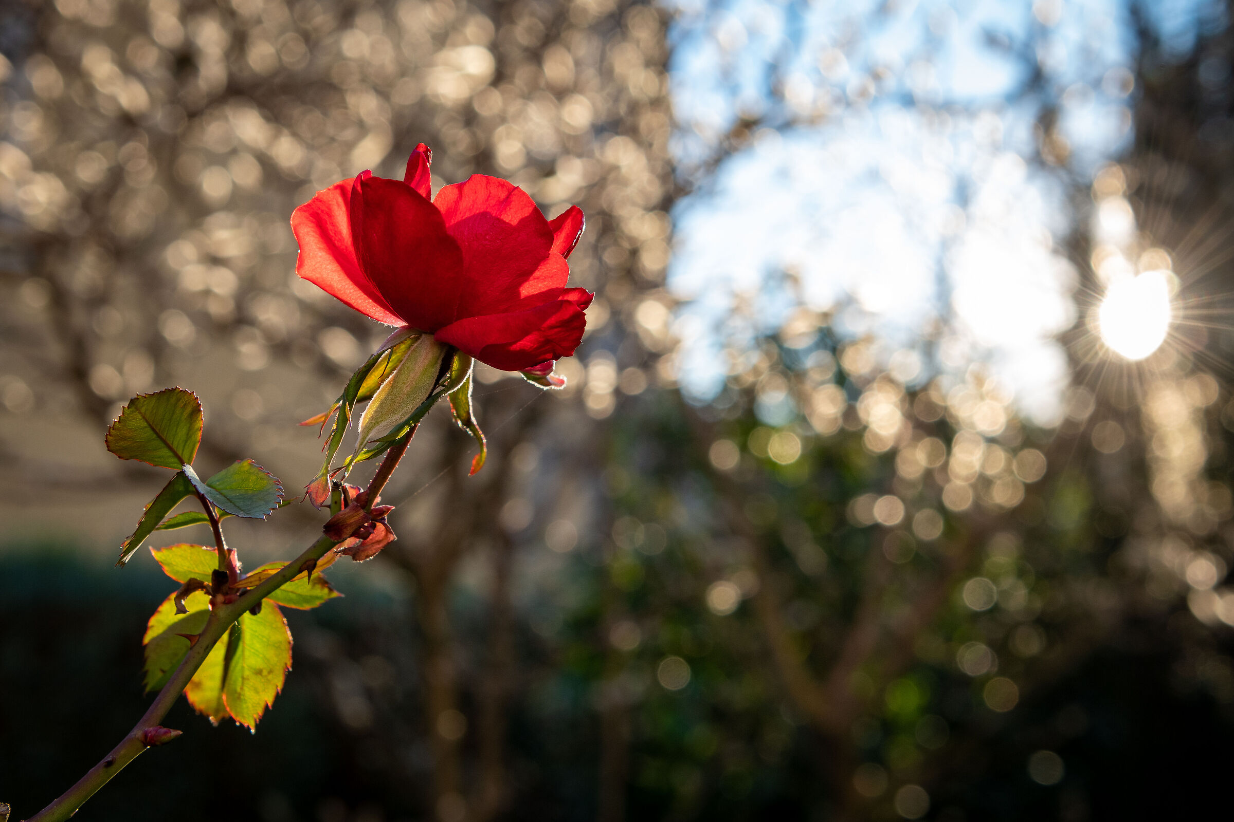 The winter rose