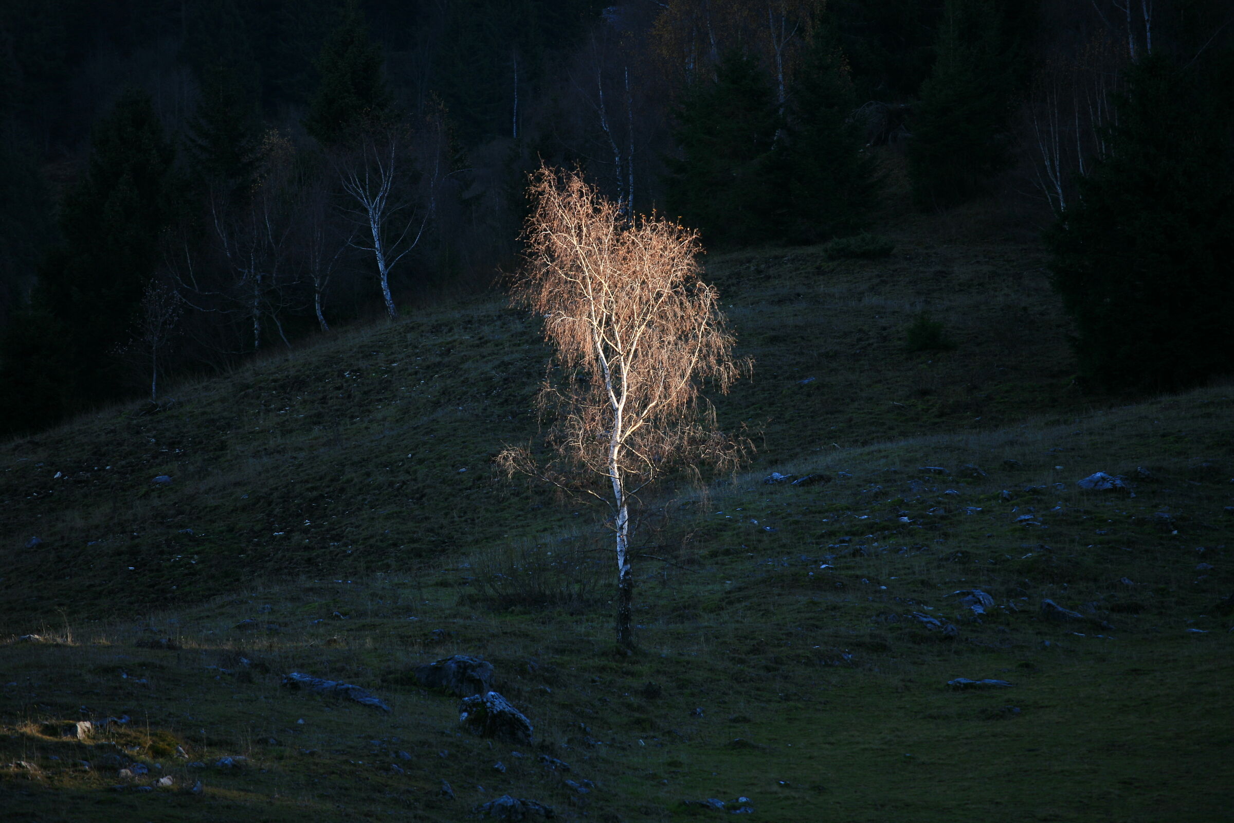 Betula alba al tramonto