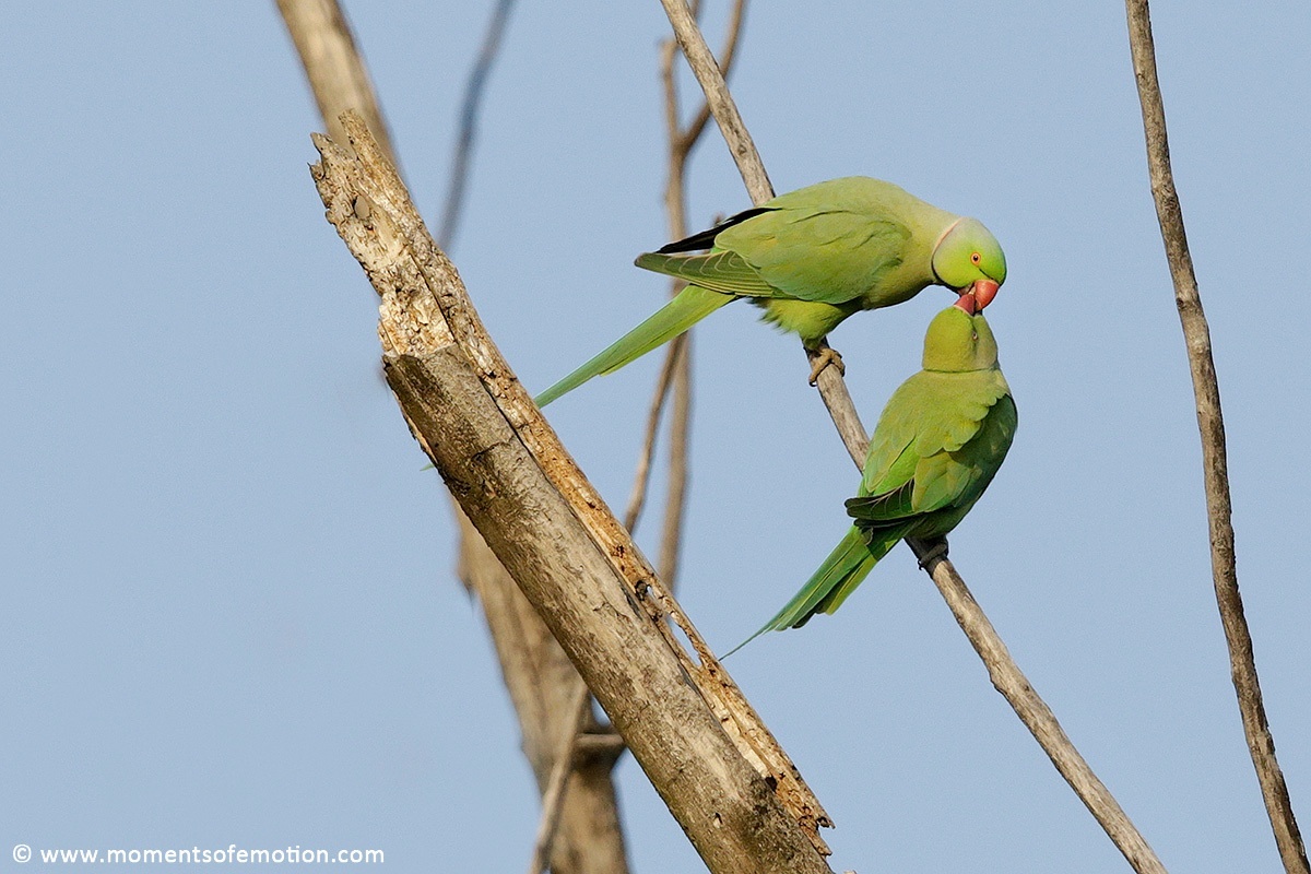 Parrocchetti .....lui e lei