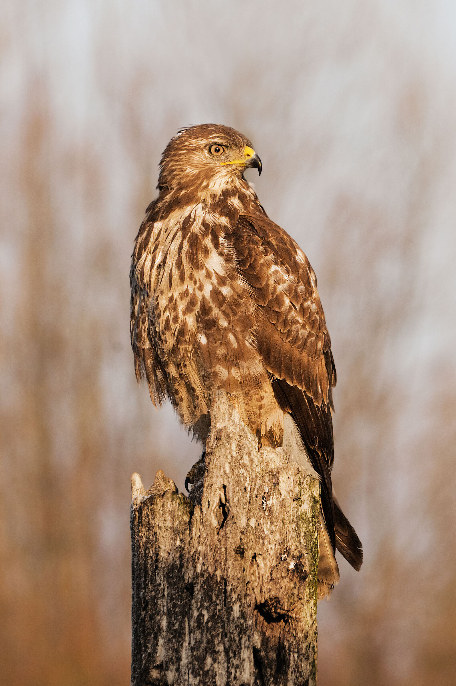 Buzzard