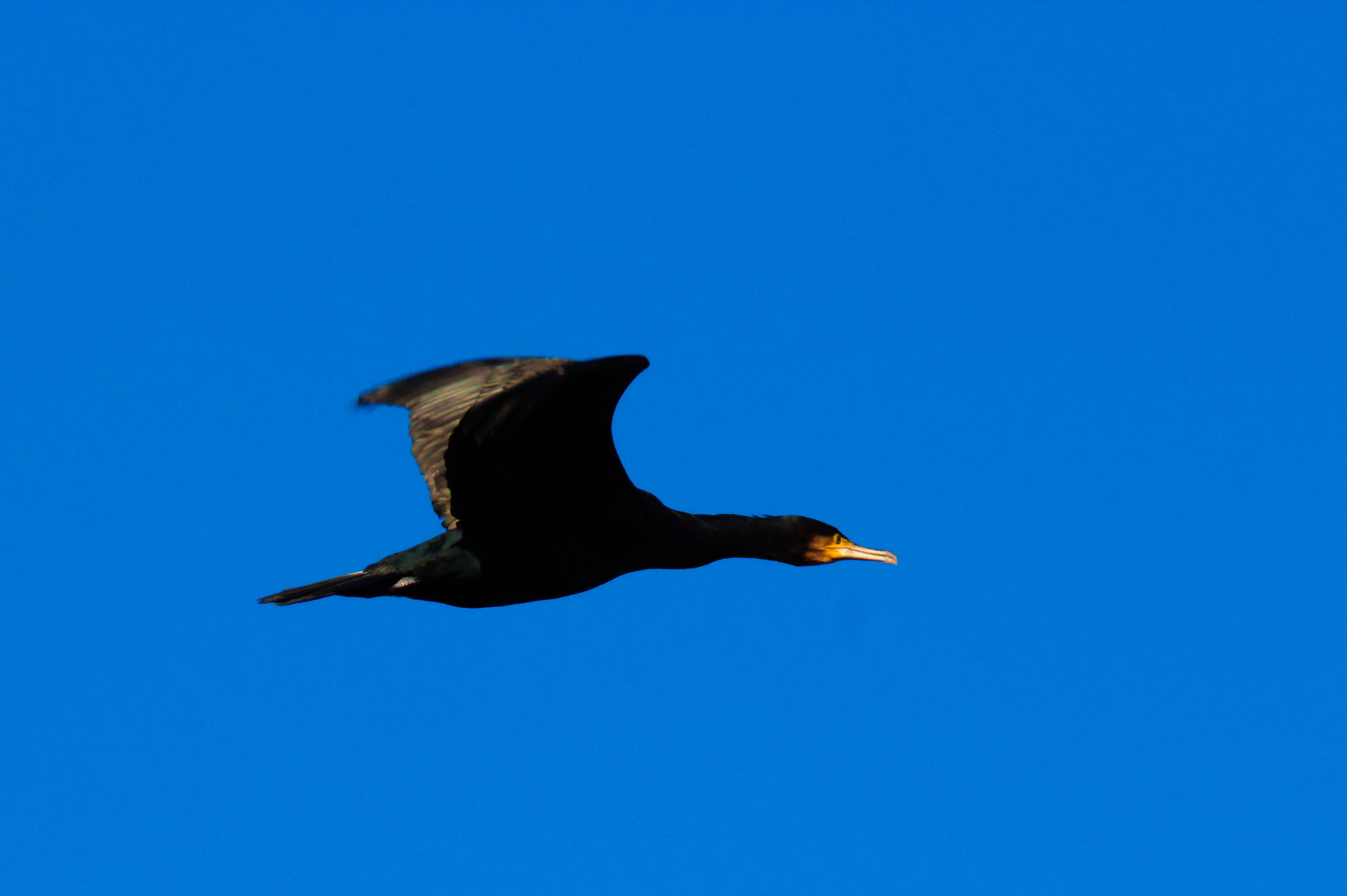 Cormorano