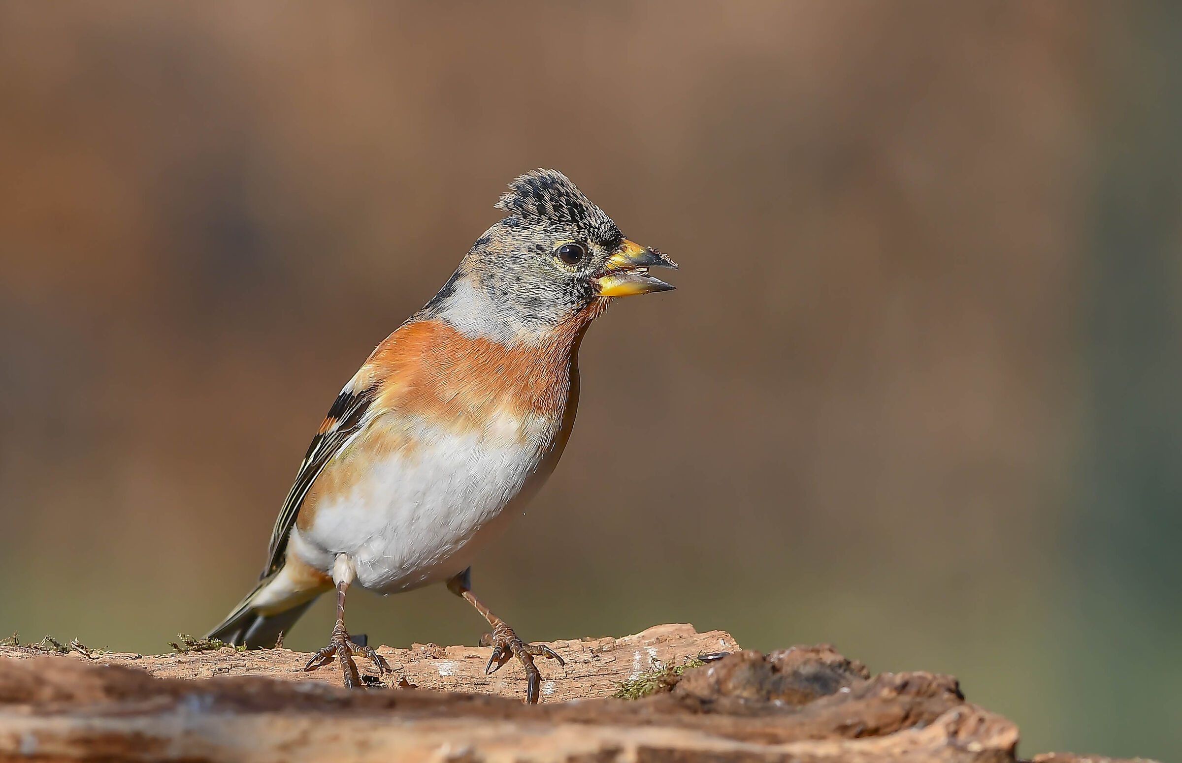 Brambling