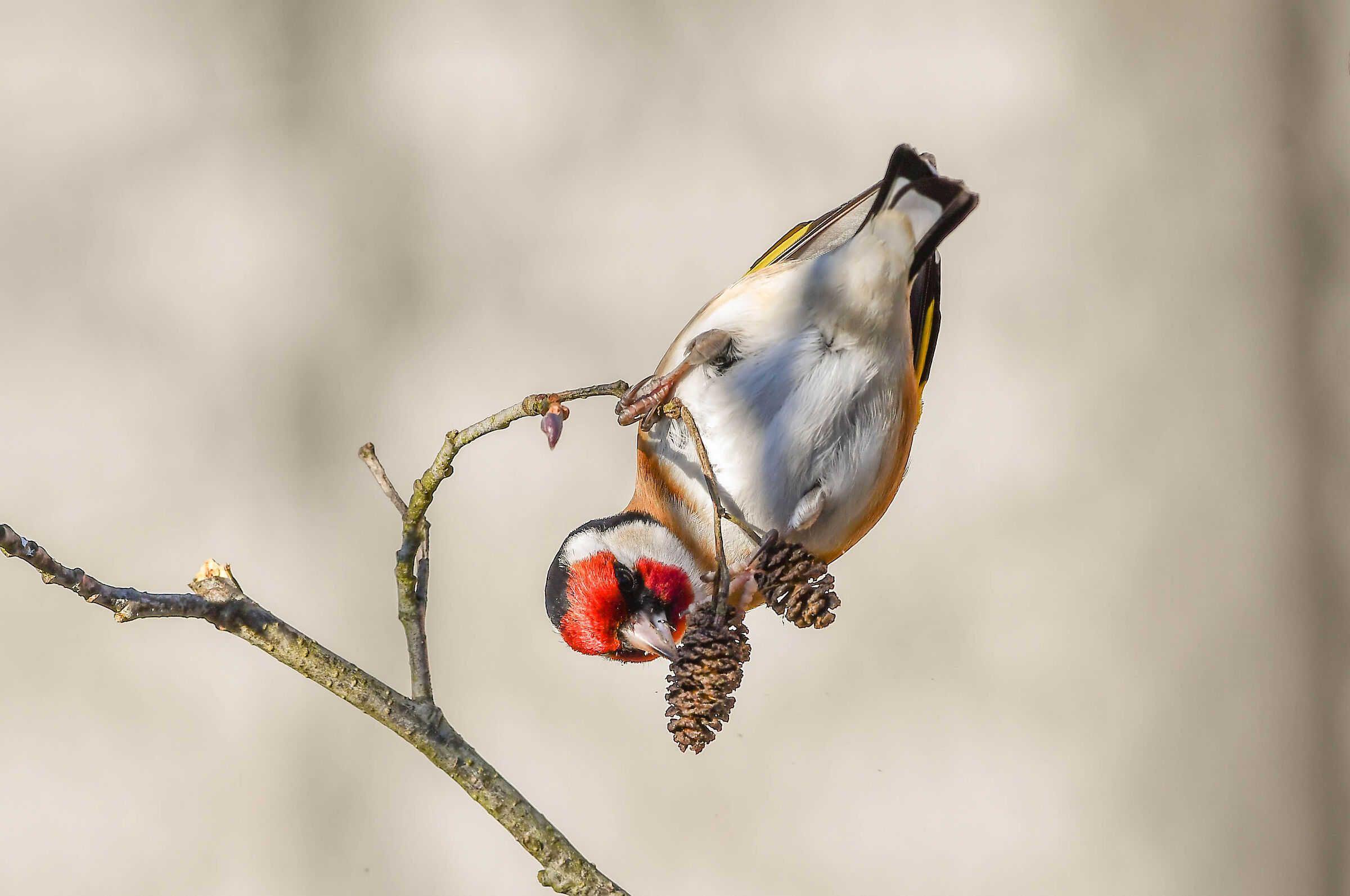 Goldfinch