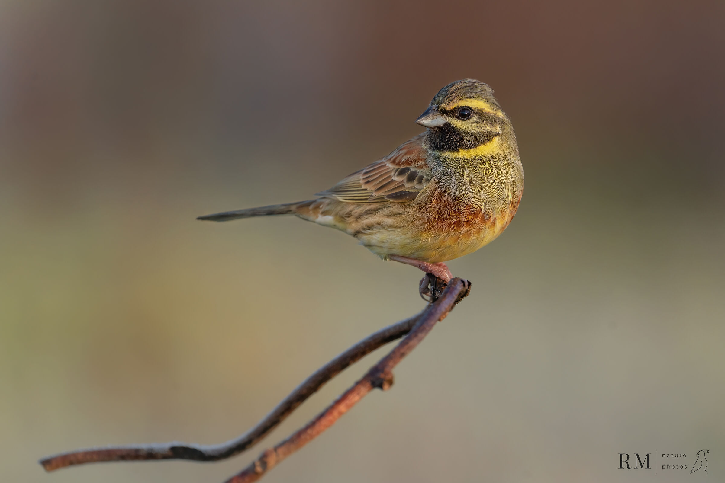 Cirl bunting
