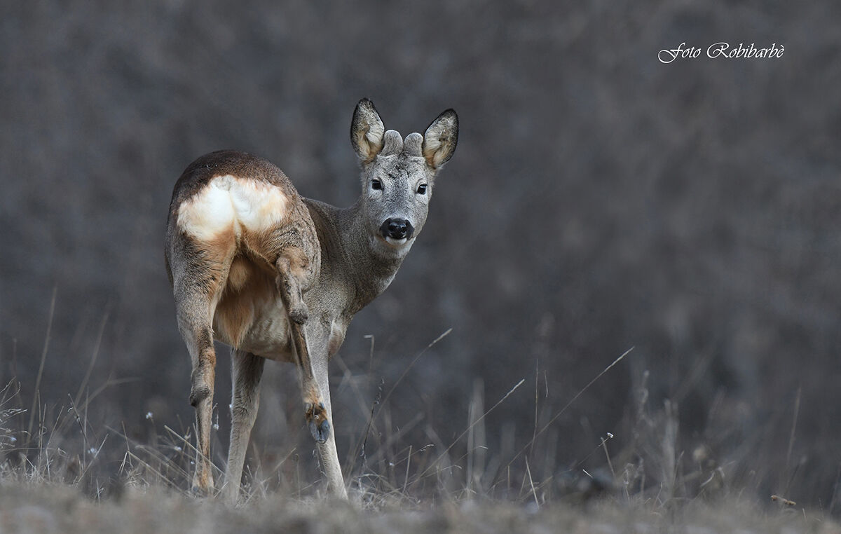 Spuntano le corna...