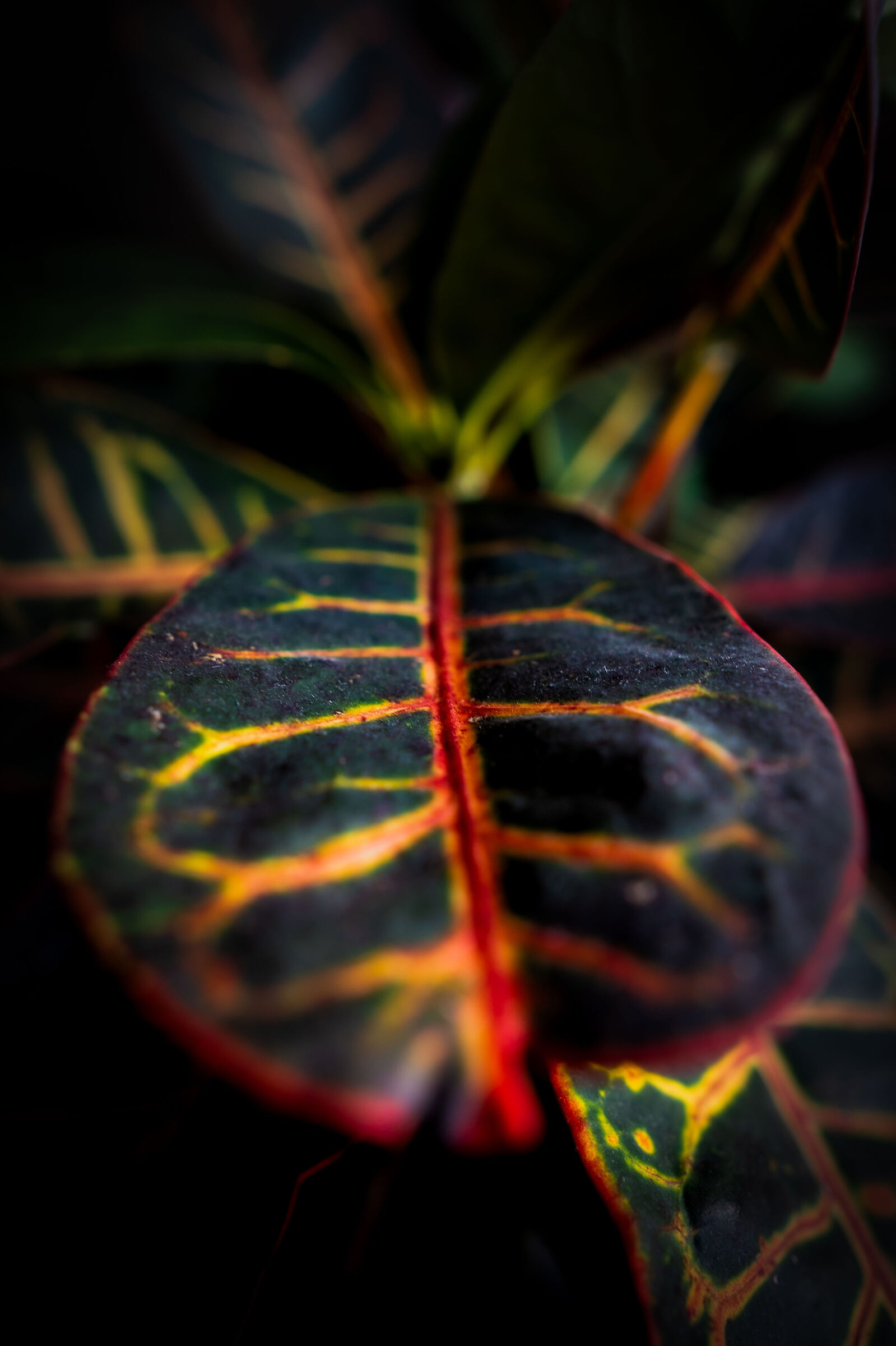 Croton