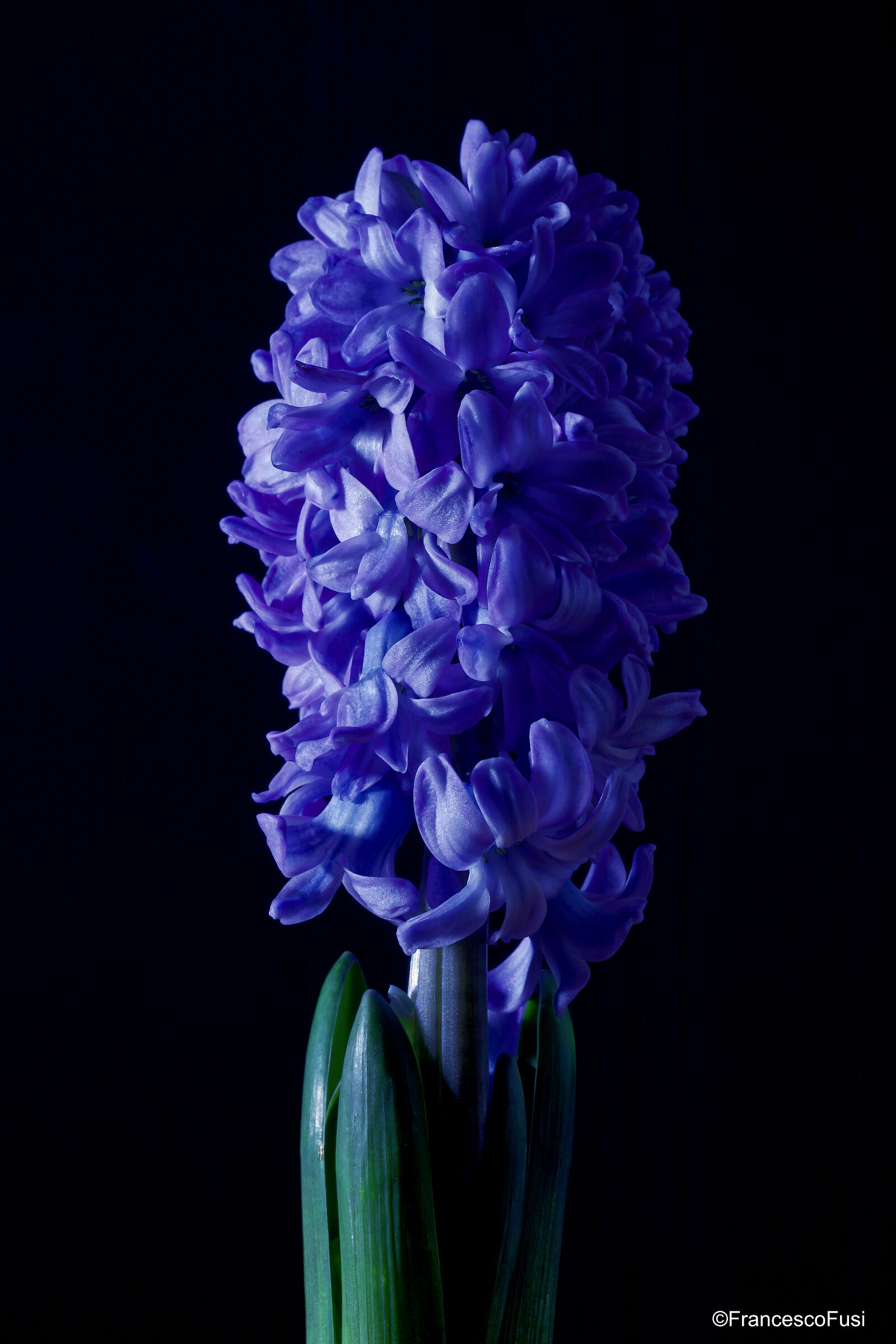 Hyacinth