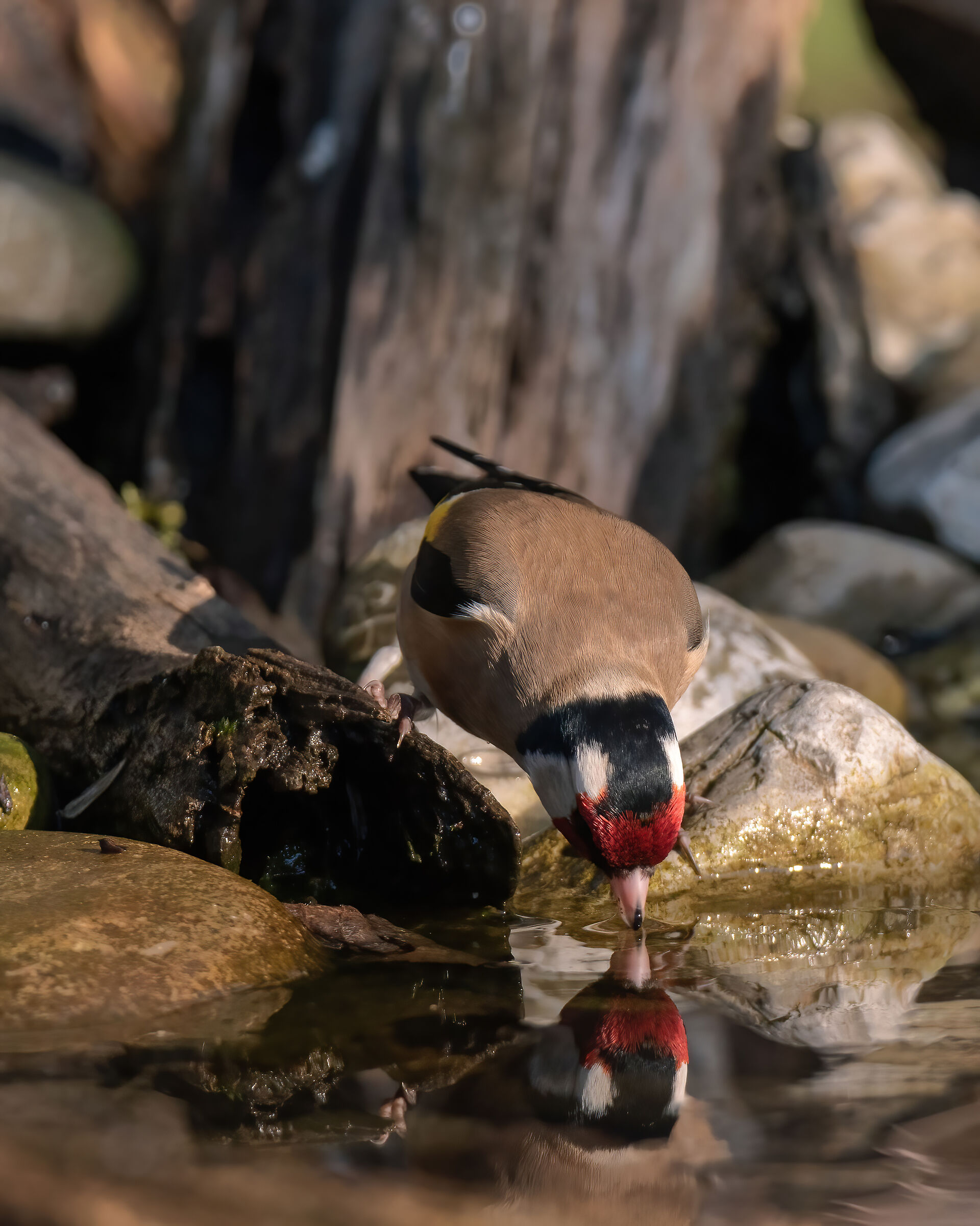 Goldfinch