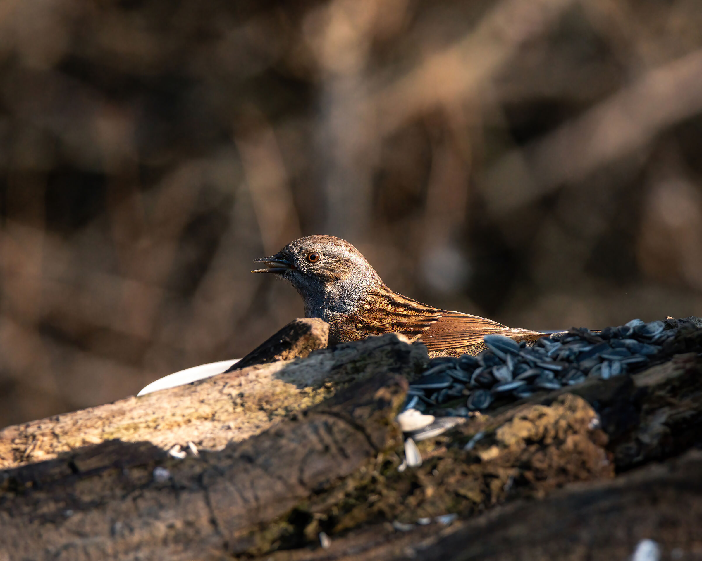 Dunnock