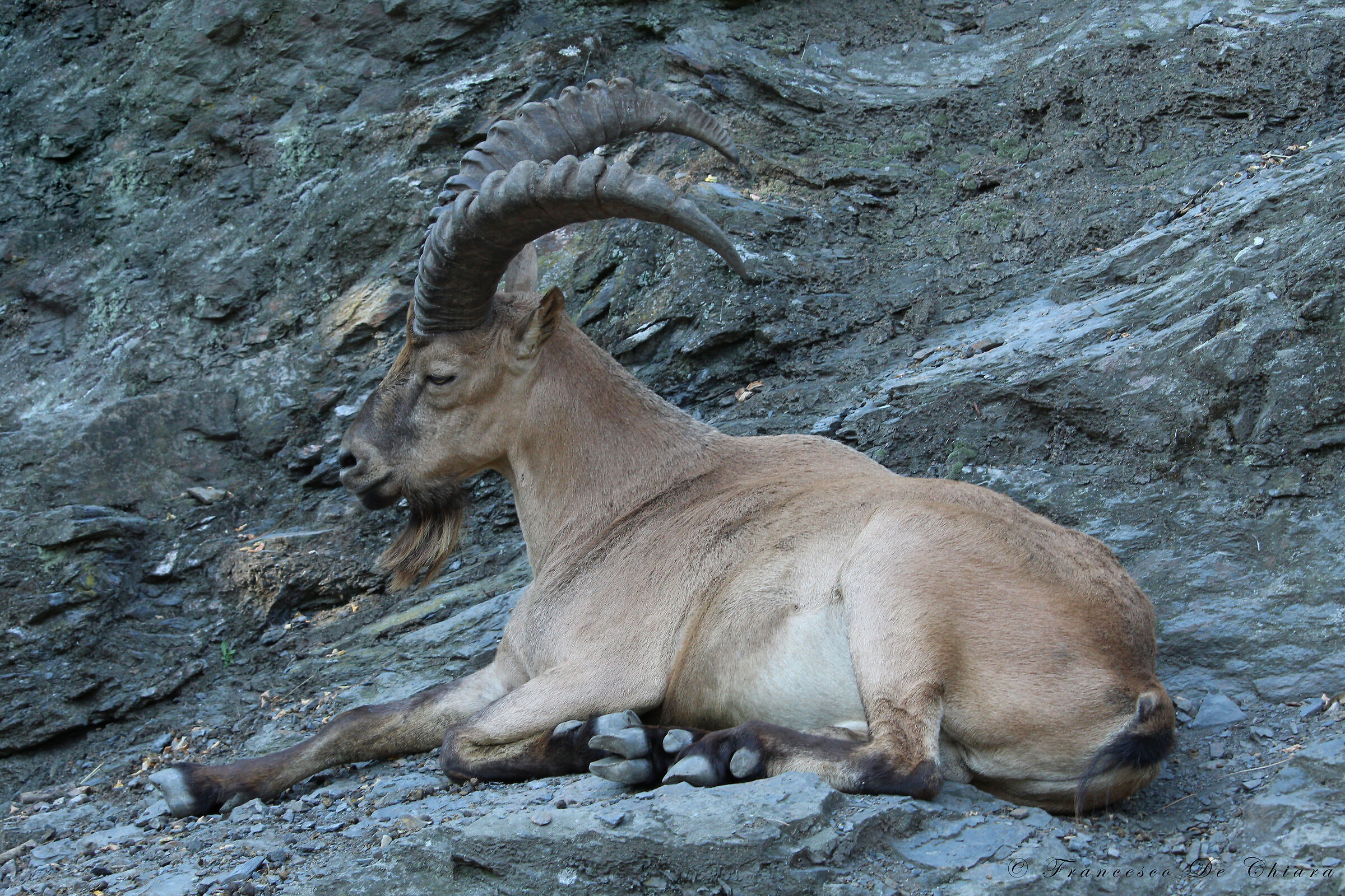 Goat ibex