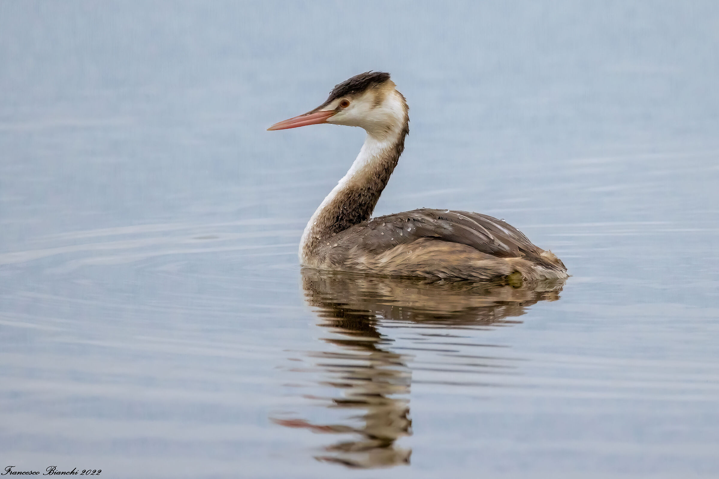 Grebe