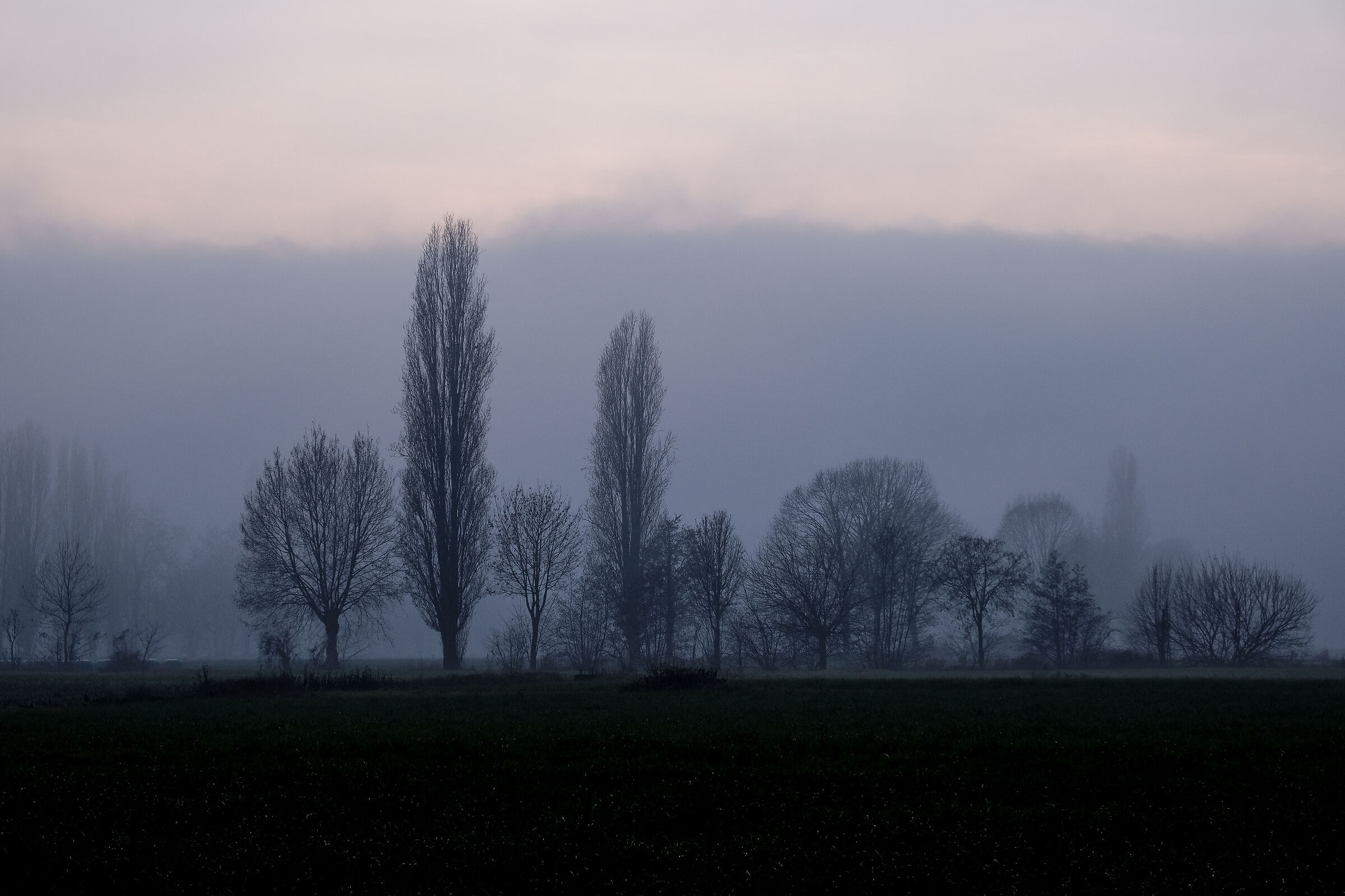 Alberi