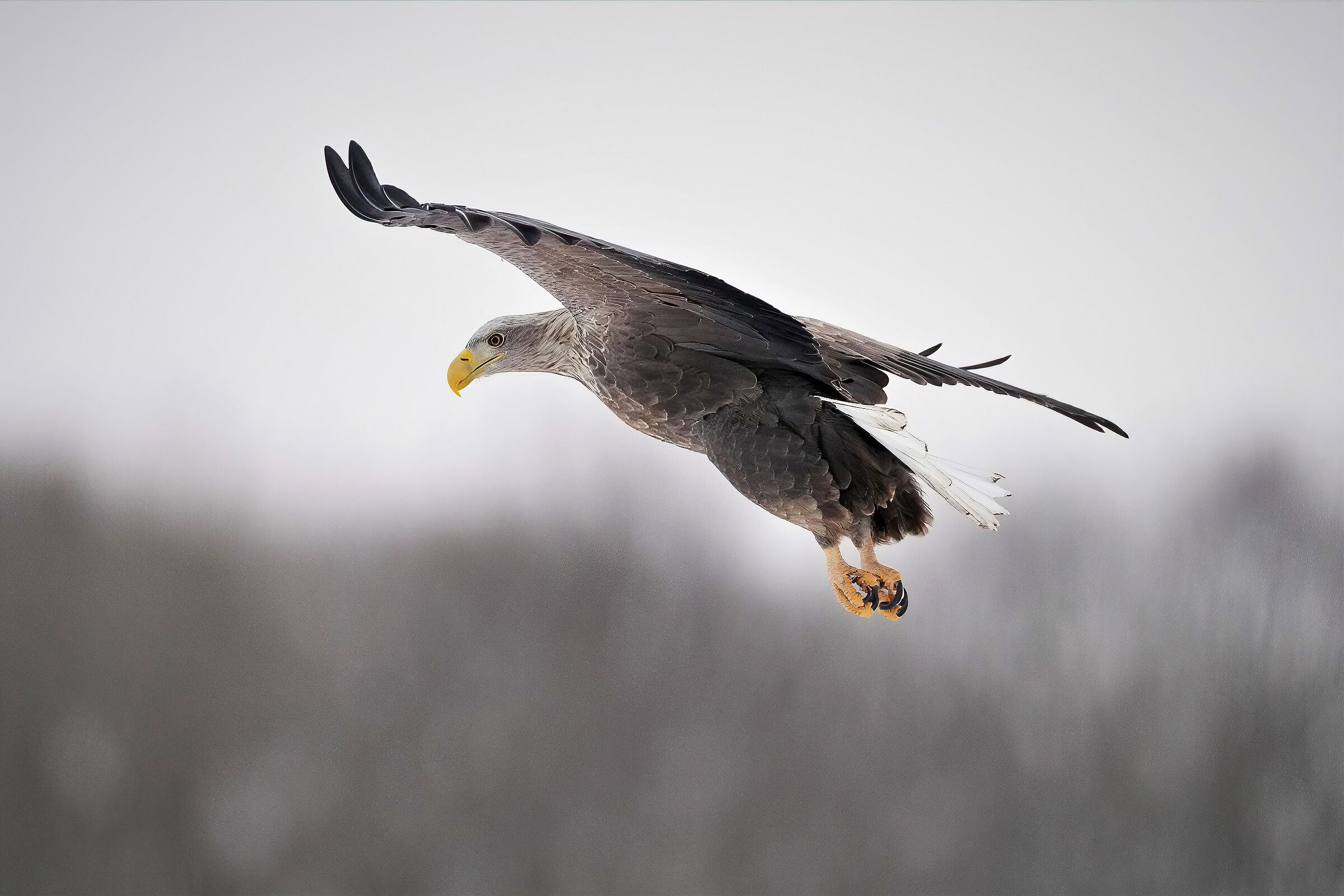 aquila di mare codabianca