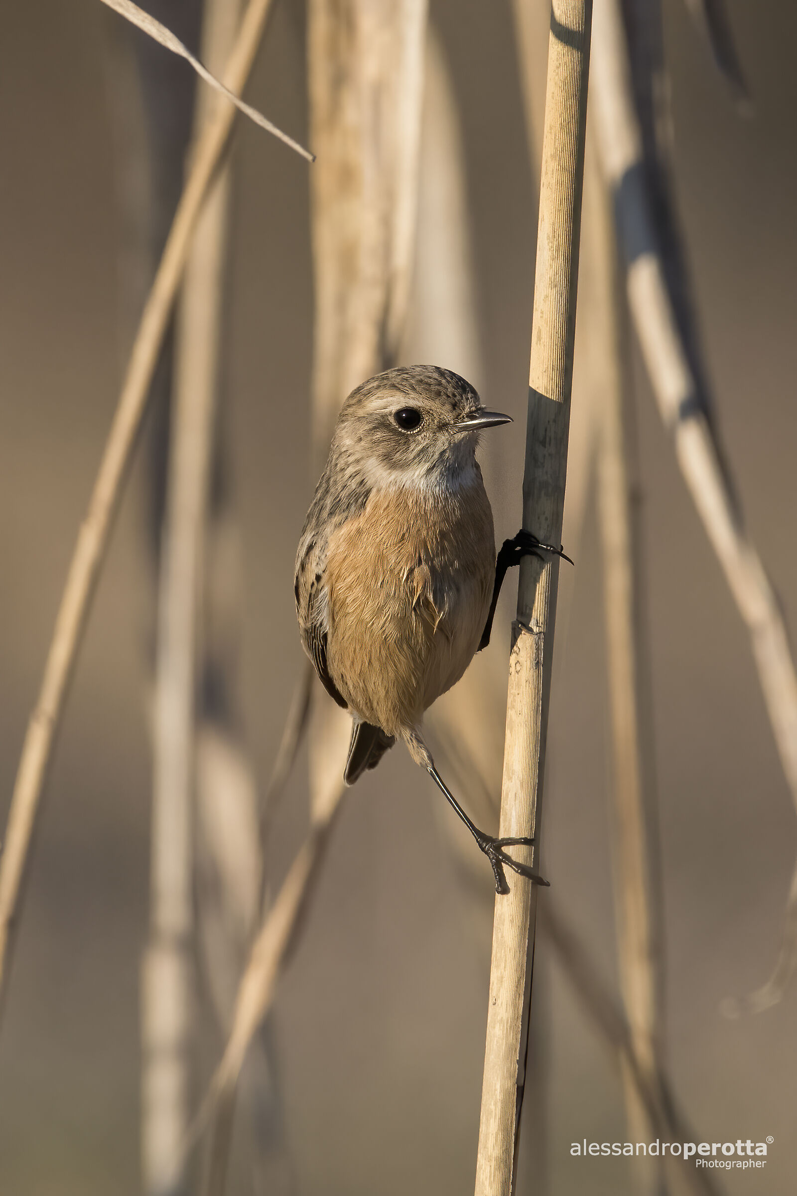 Saxicola torquatus (F)