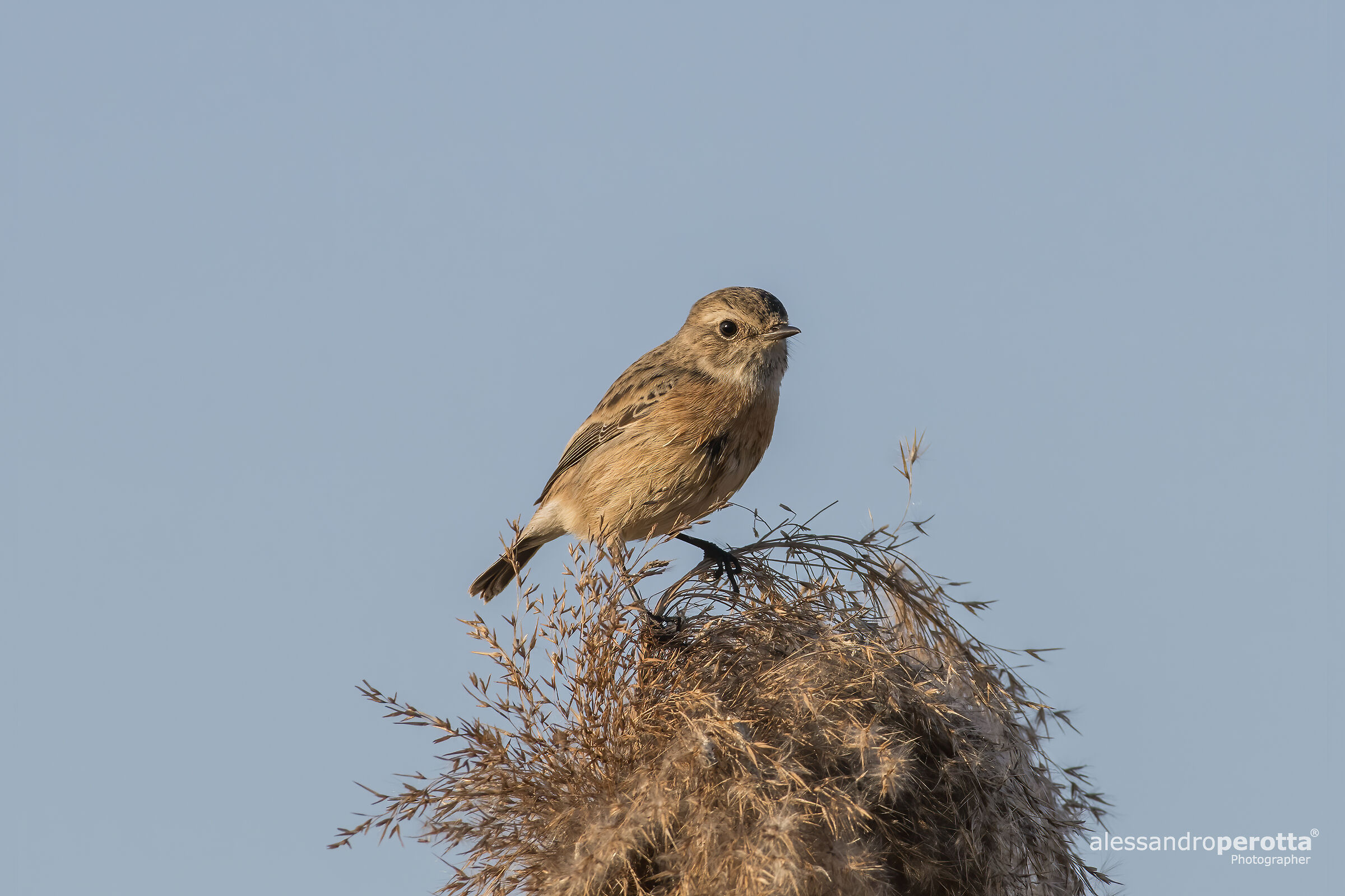 Saxicola torquatus (F)